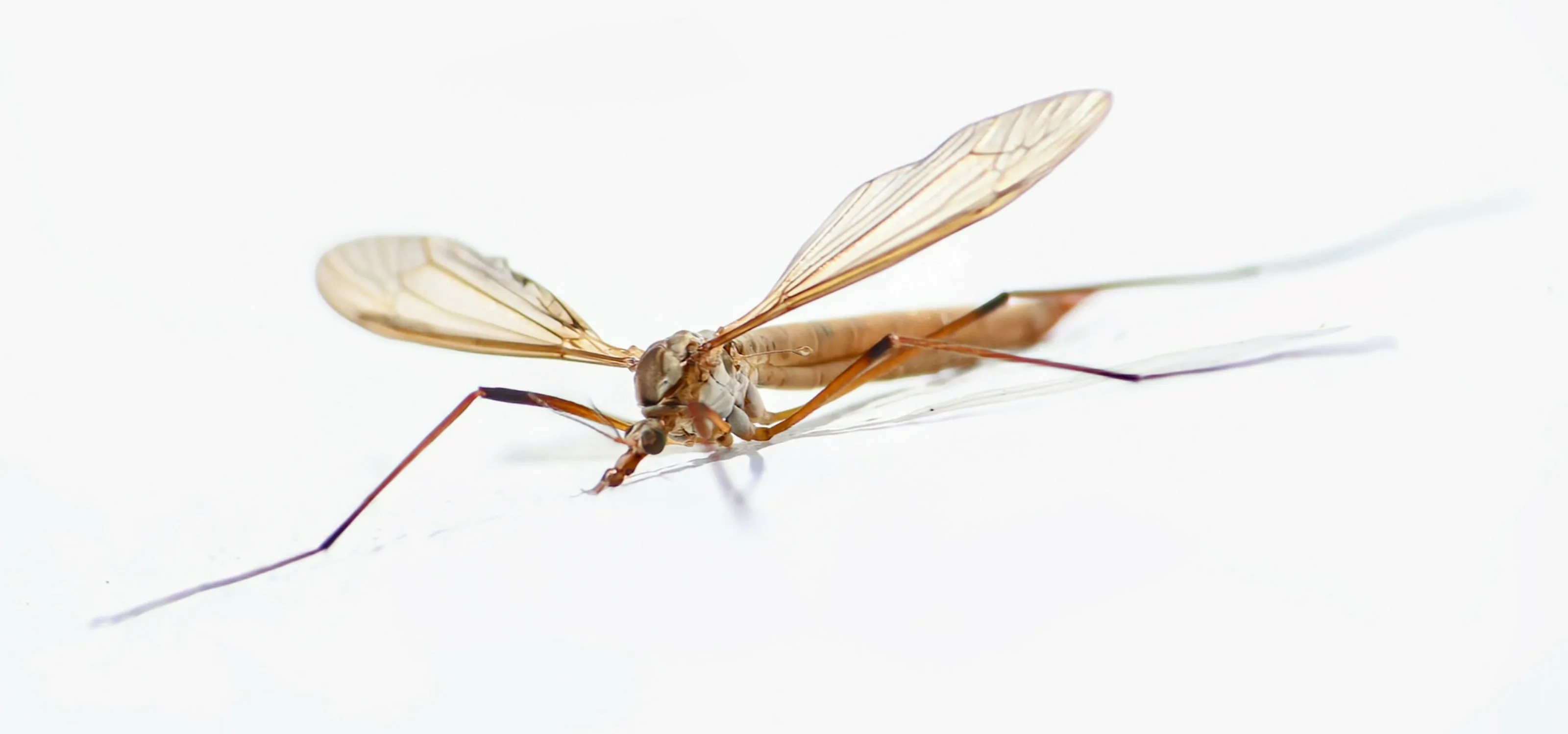 Daddy Longlegs