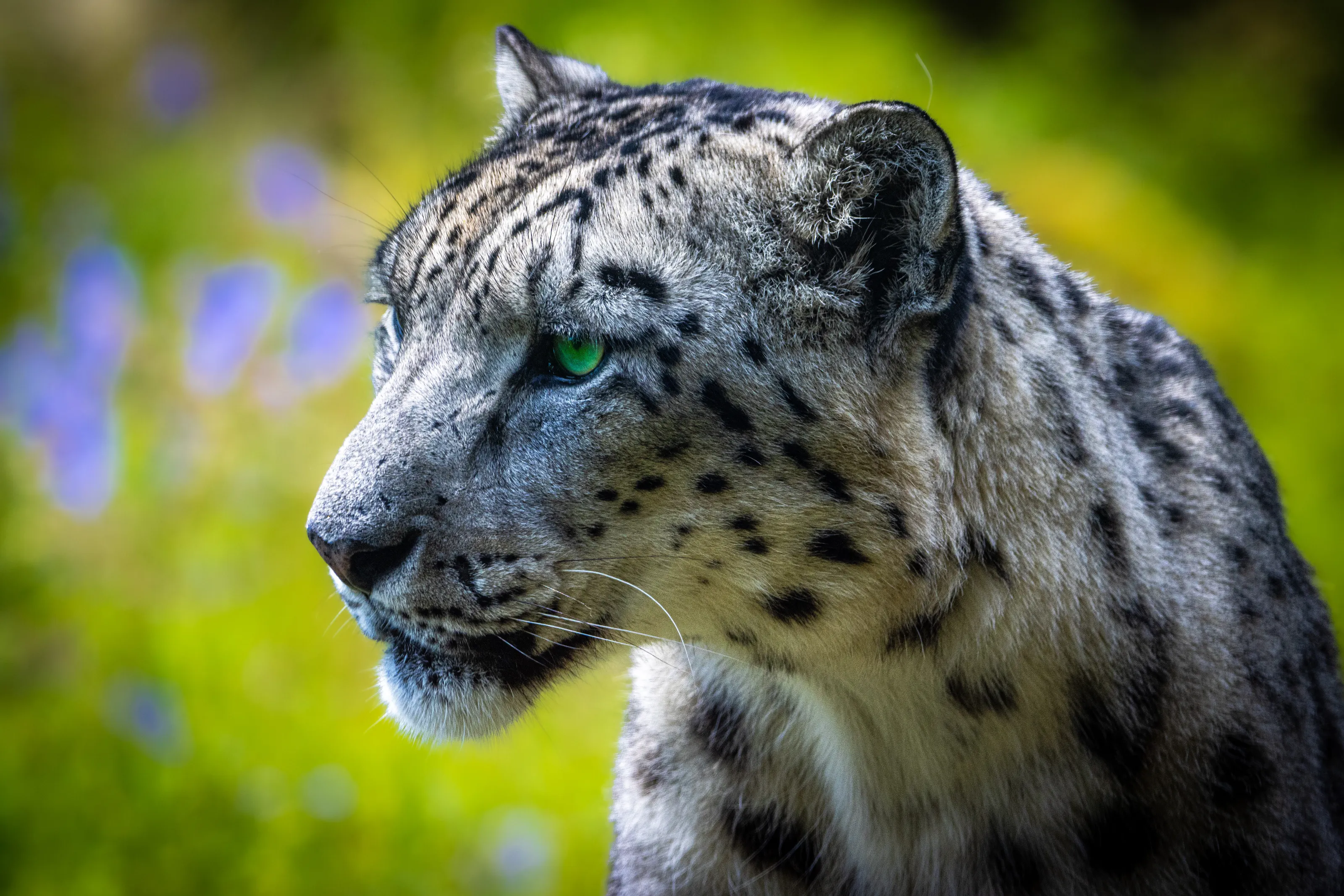 Snow Leopard