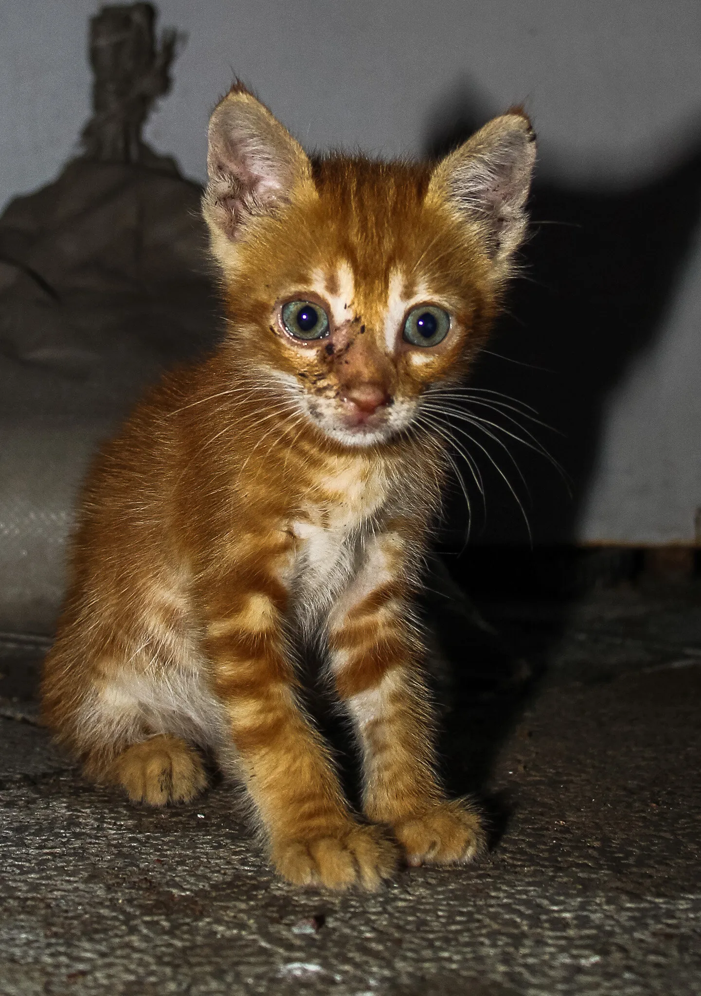 Scared cat