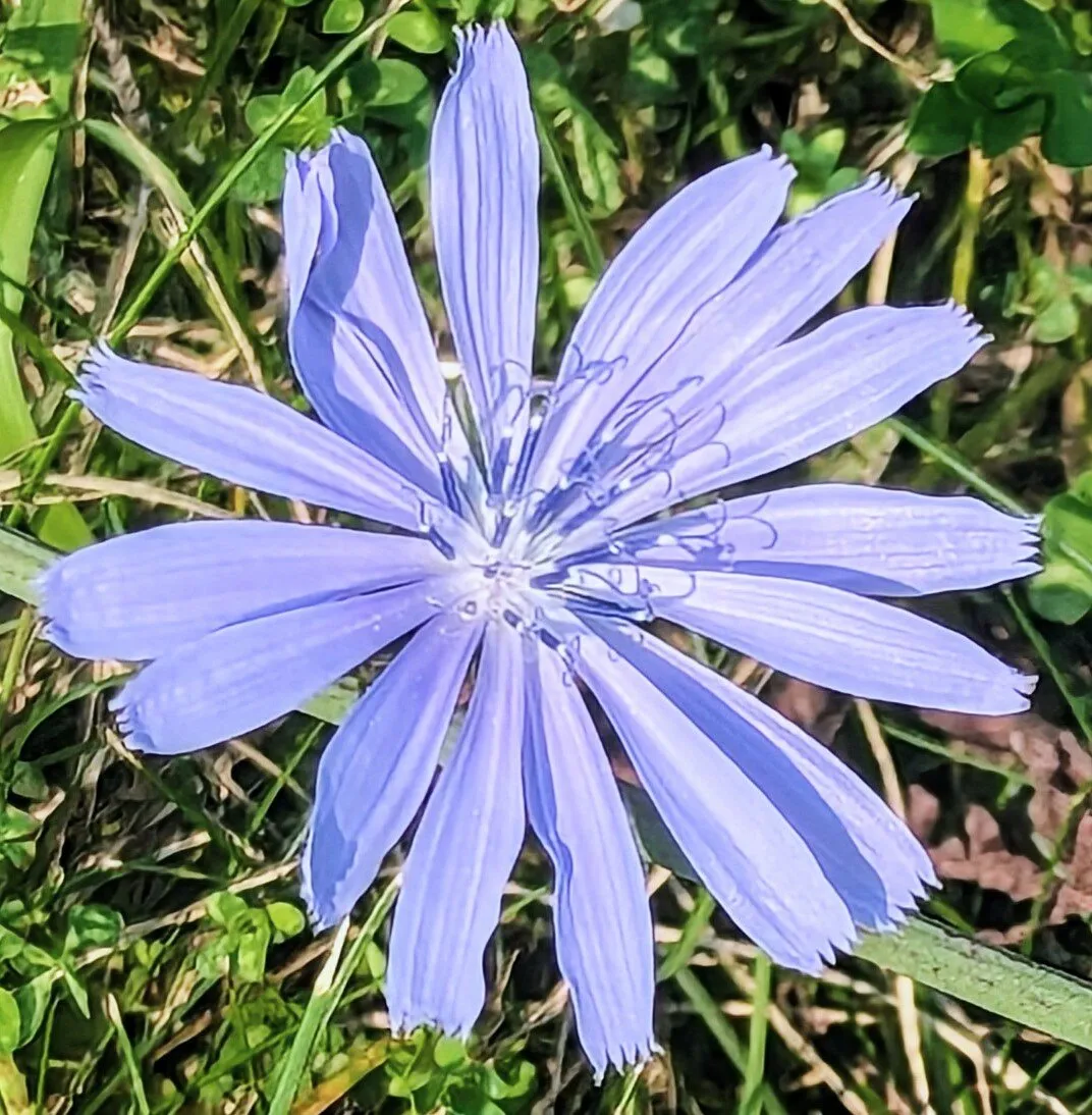 Blue Flowers in the Wild (in colour) - wildflowers photo contest ...