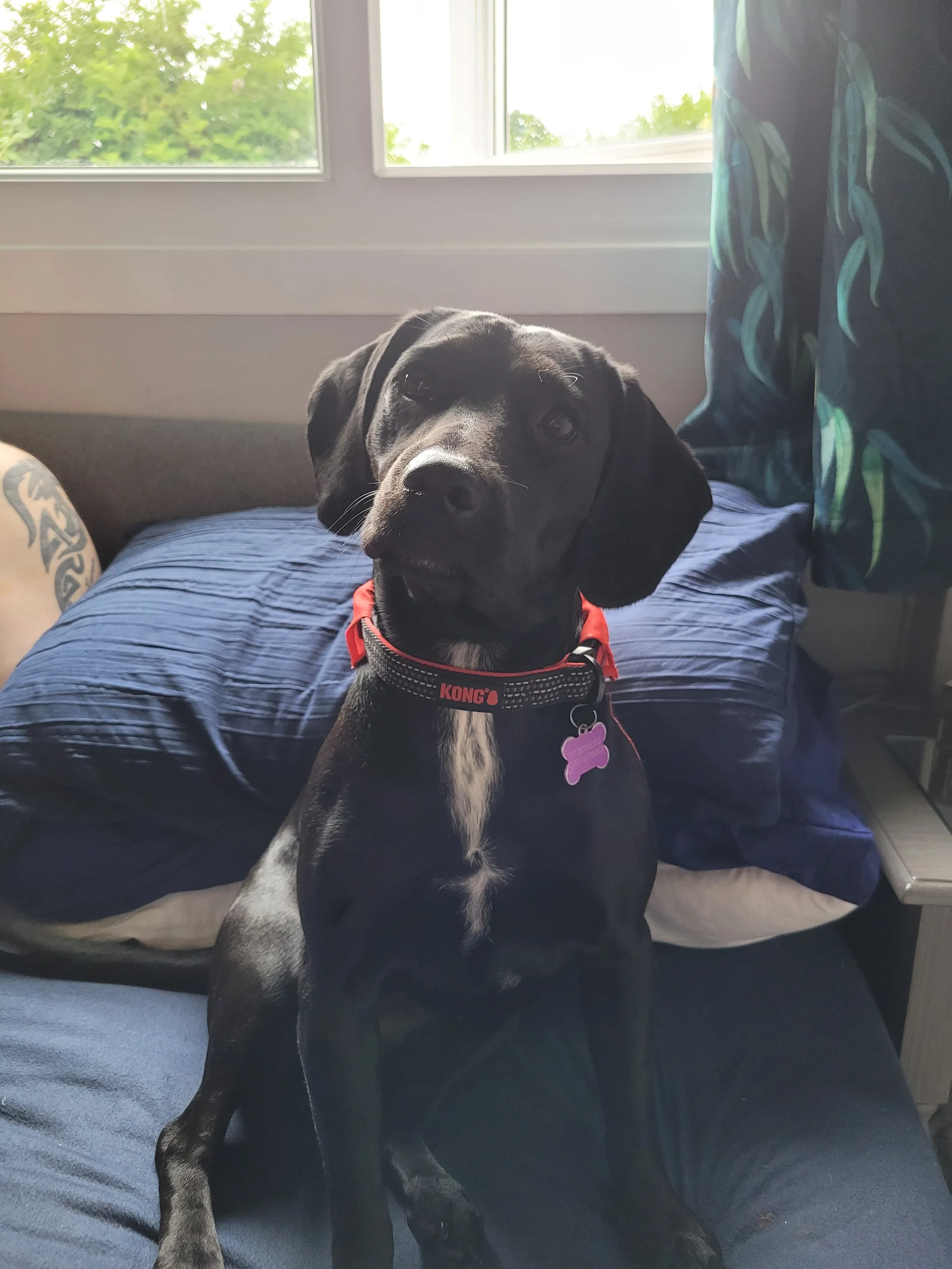 Bellatrix