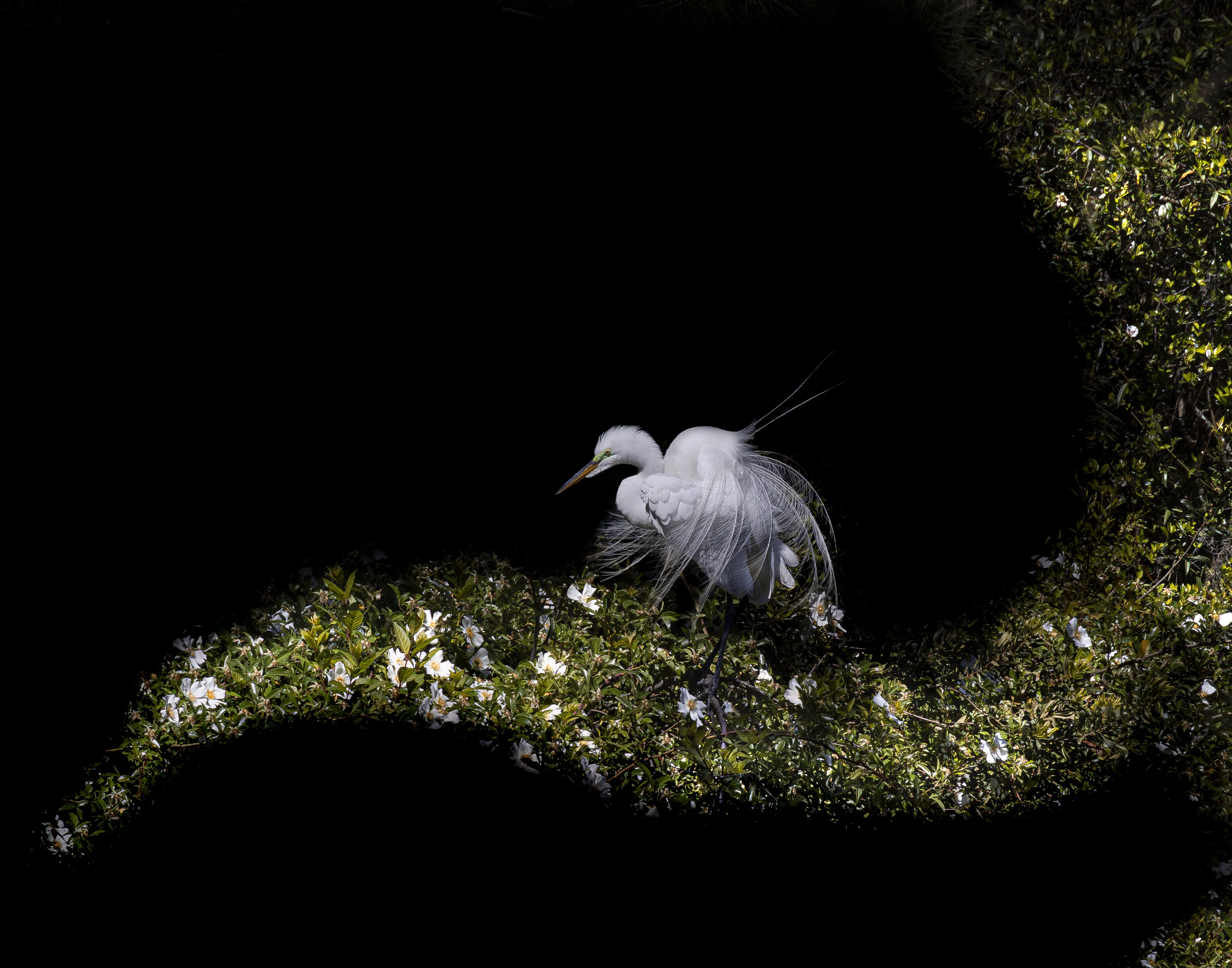 Surfing the Rookery