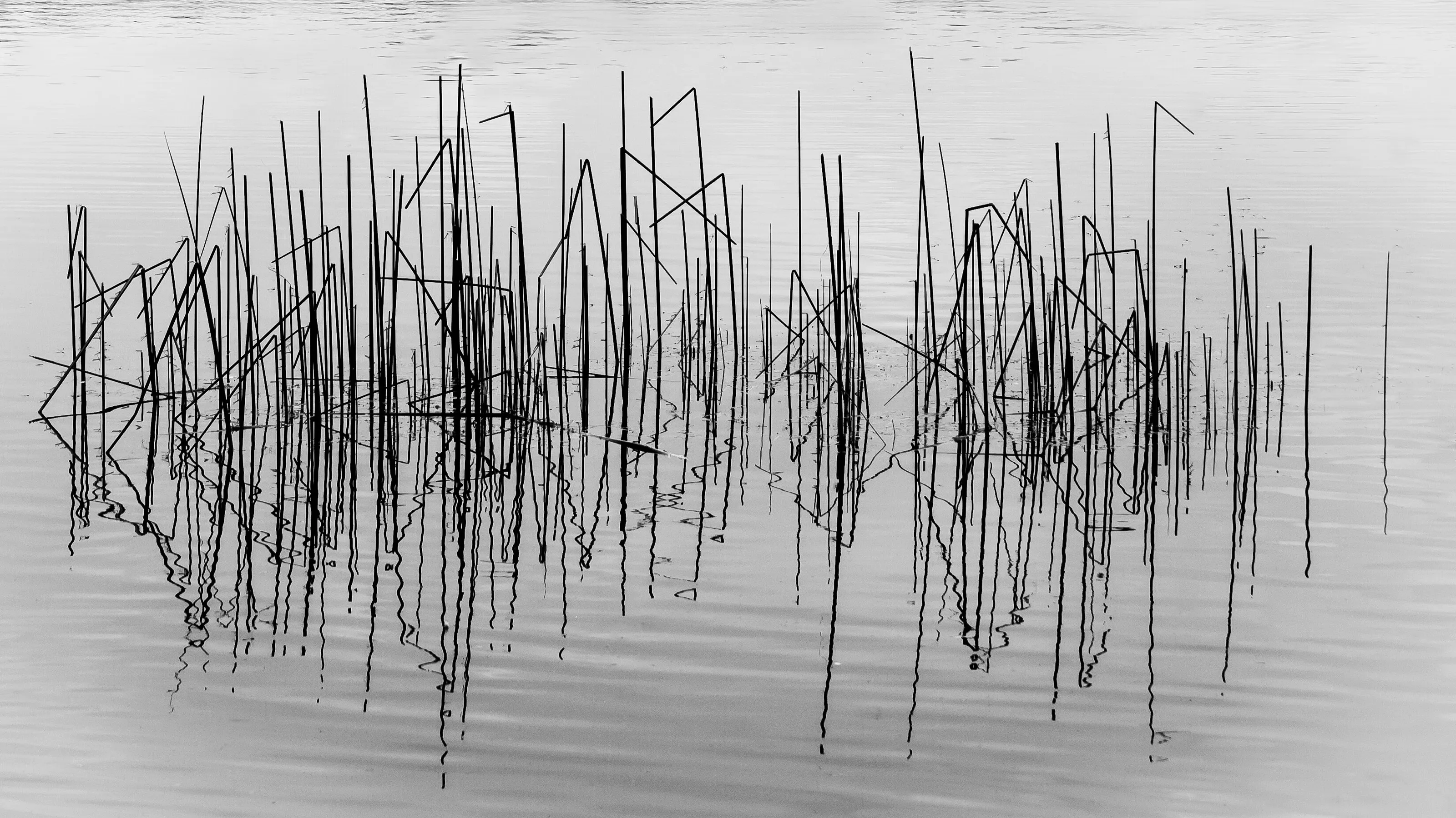 Water Reeds
