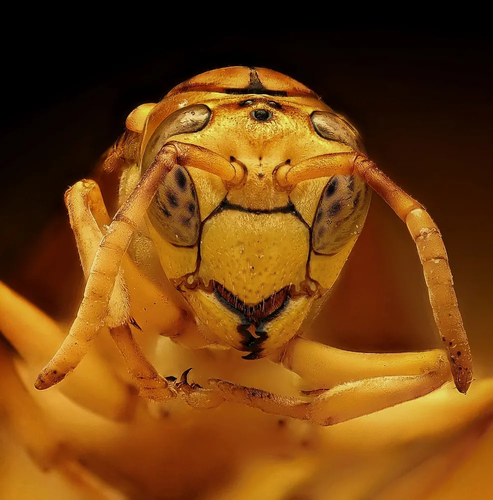Yellow Paper Wasp
