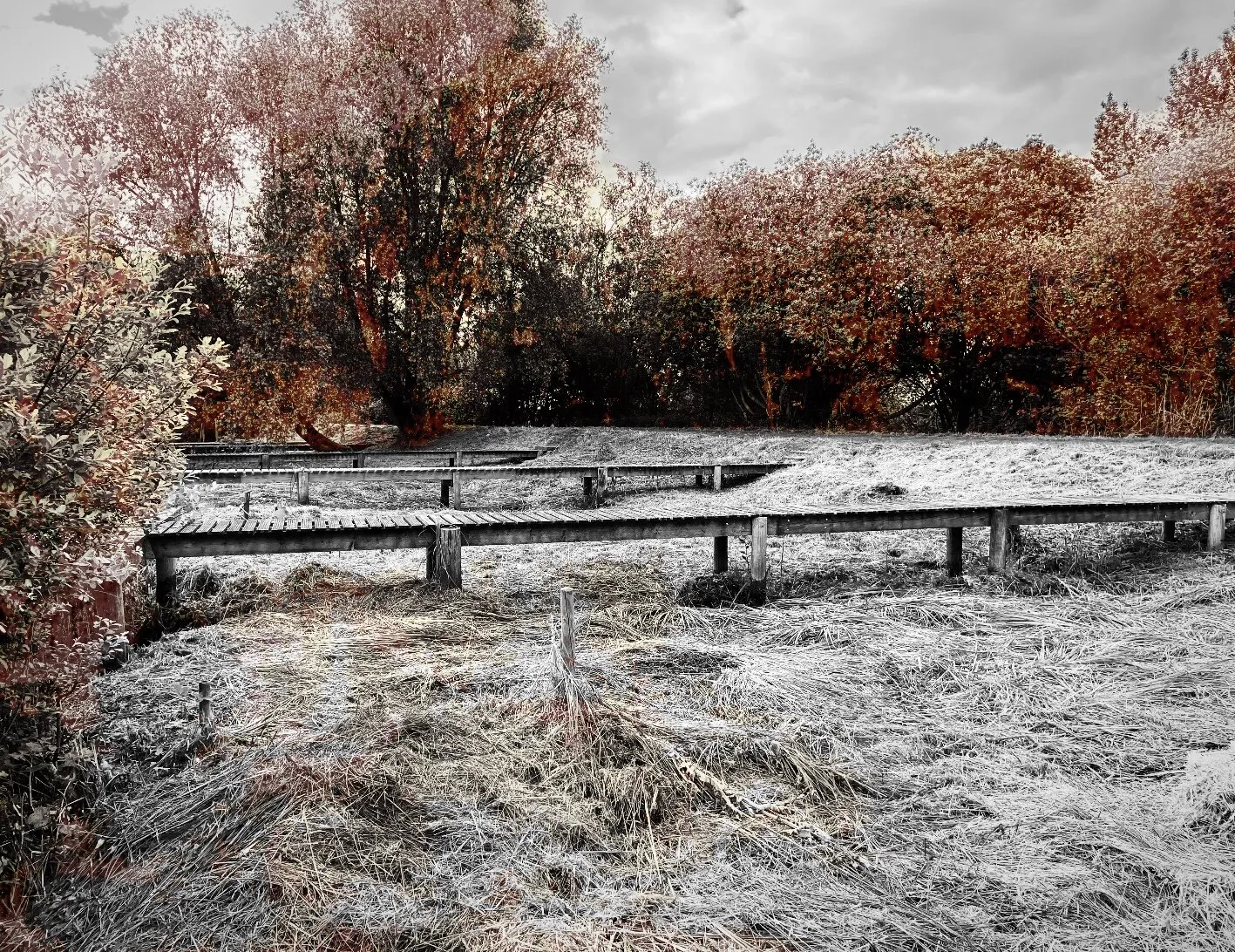 Frosty scene
