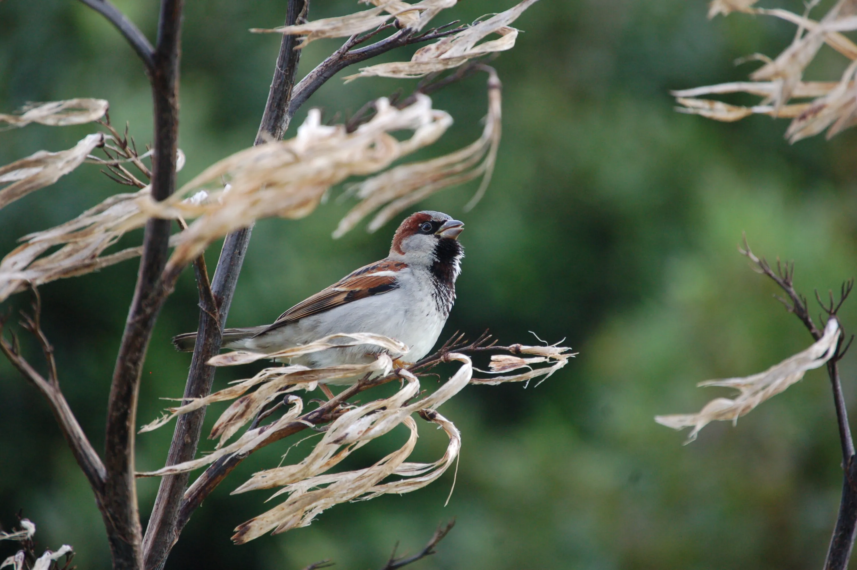 Sparrow