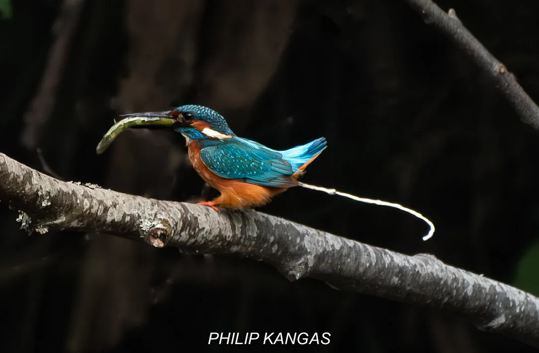 Kingfisher Multitasking