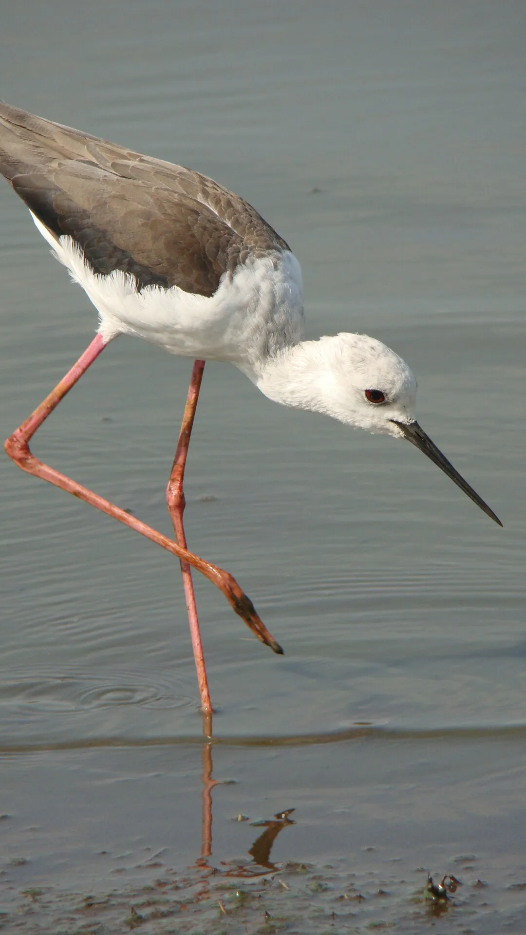 Black winged stilt