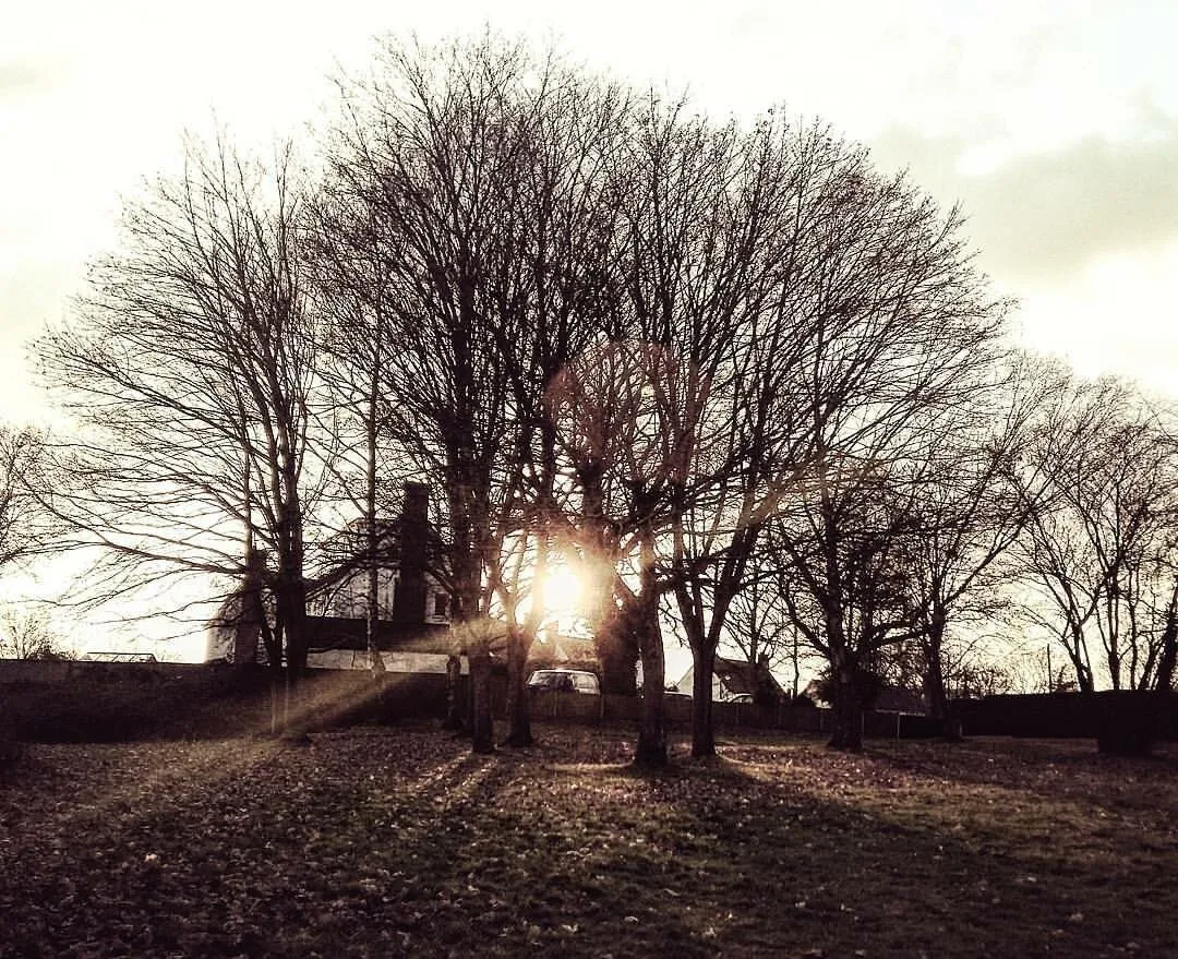 Sun amongst the trees
