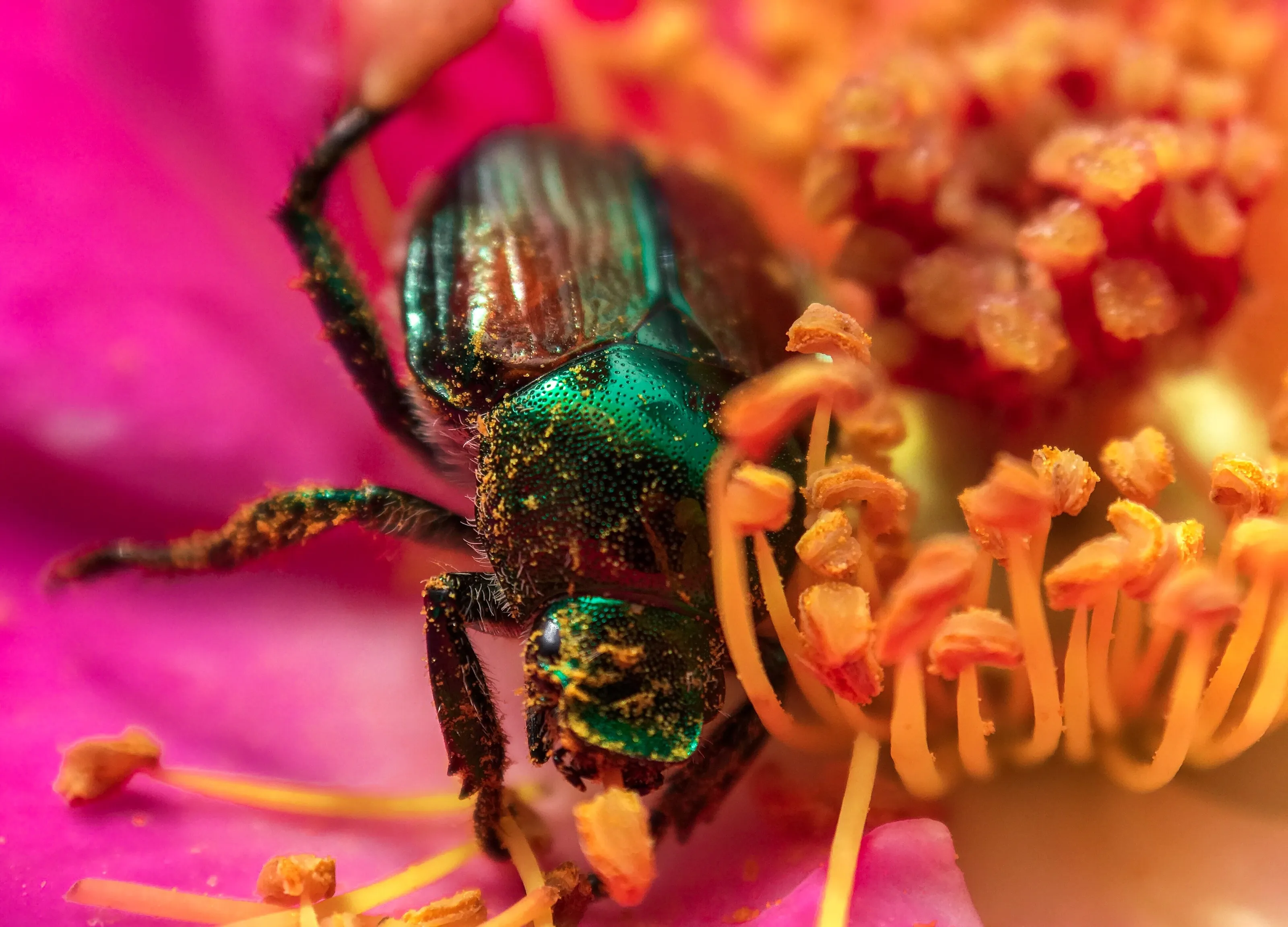 Macro Japanese Beetle