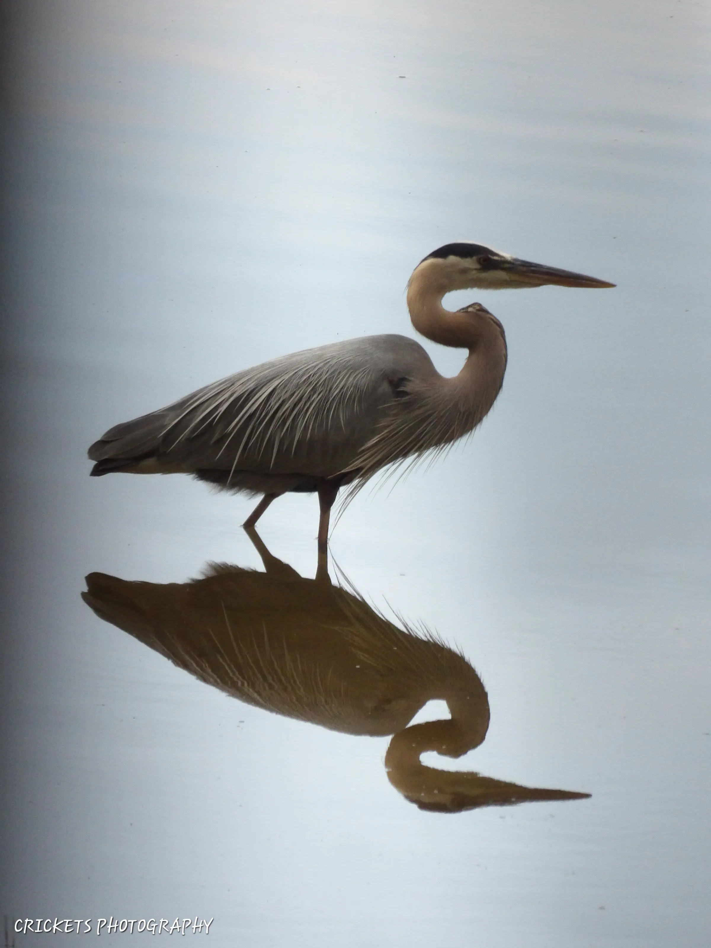 Reflections