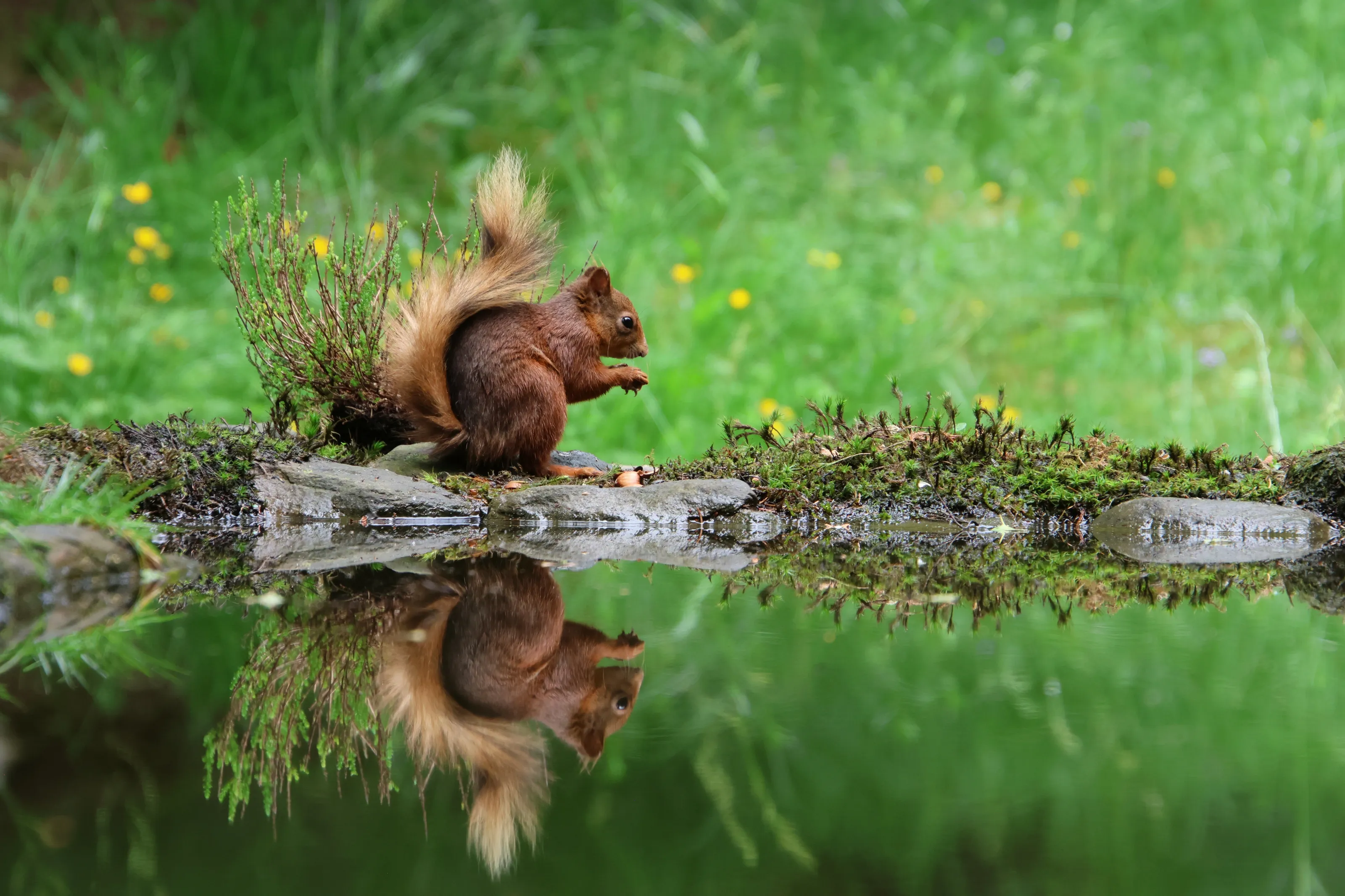 One Animal in Solitude