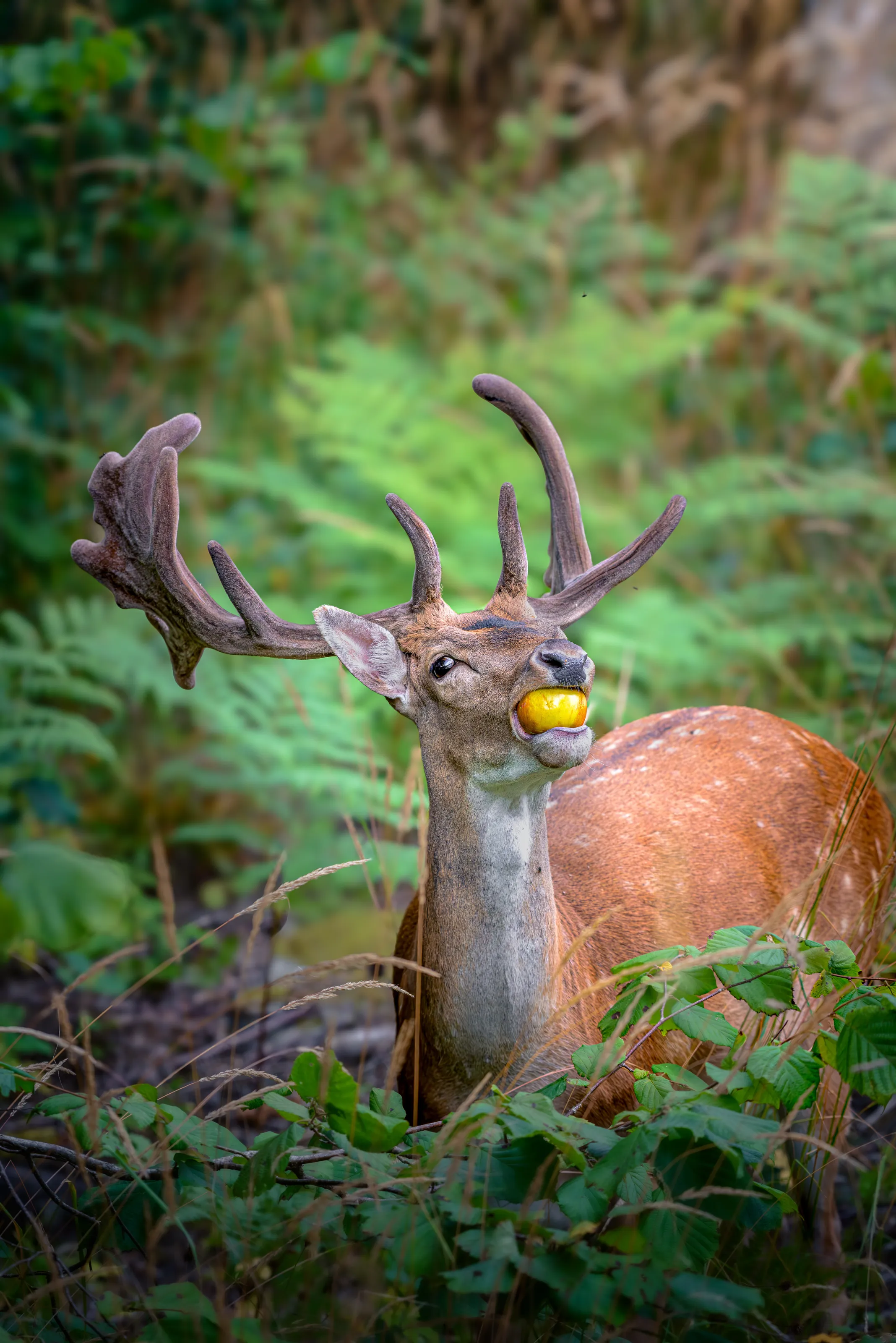 Deer with Apple