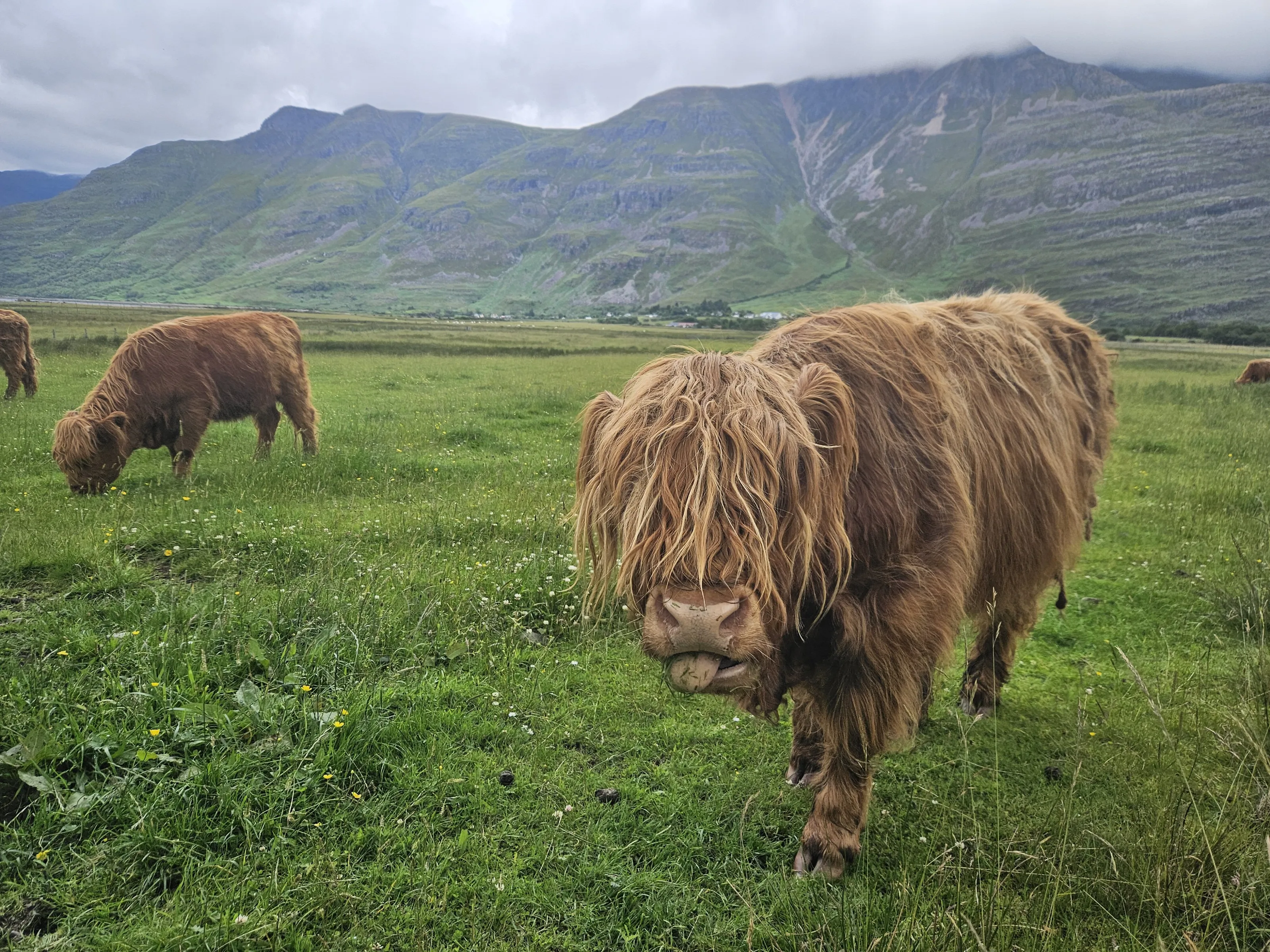 Highland Coo