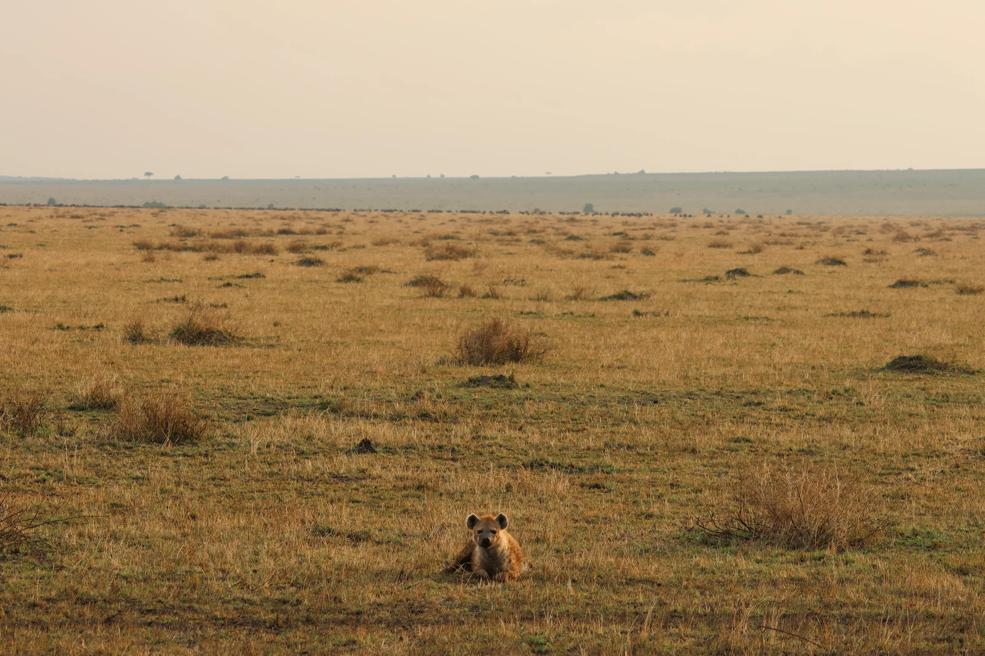 Hyena relaxes in the Masaii Mara