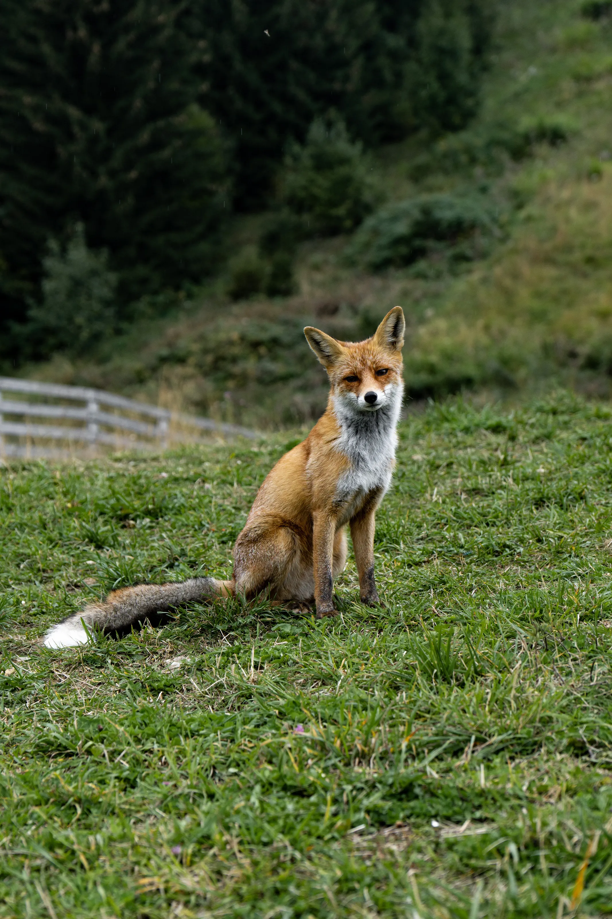 Fox
