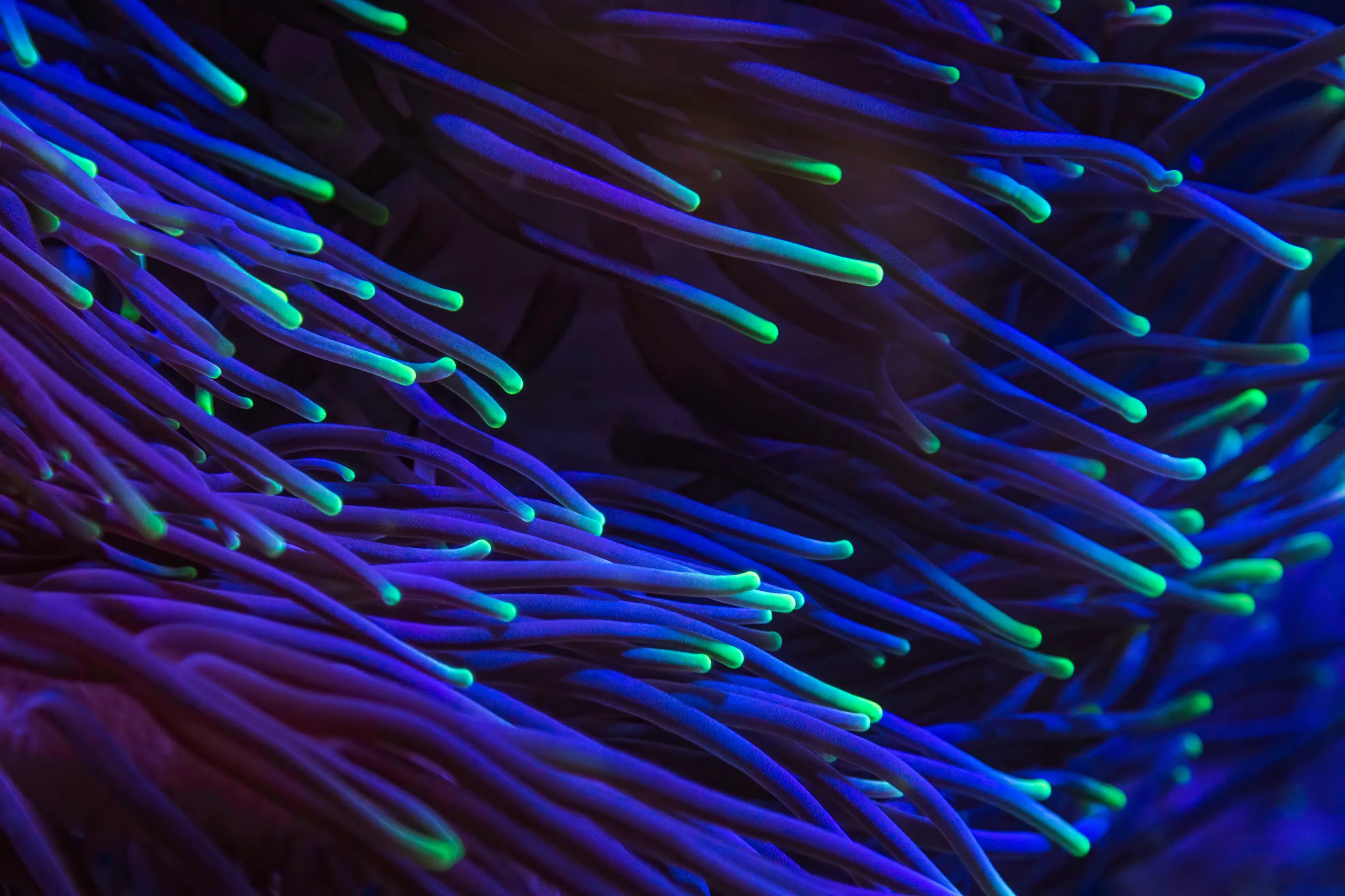 Fluorescent Sea Anemone