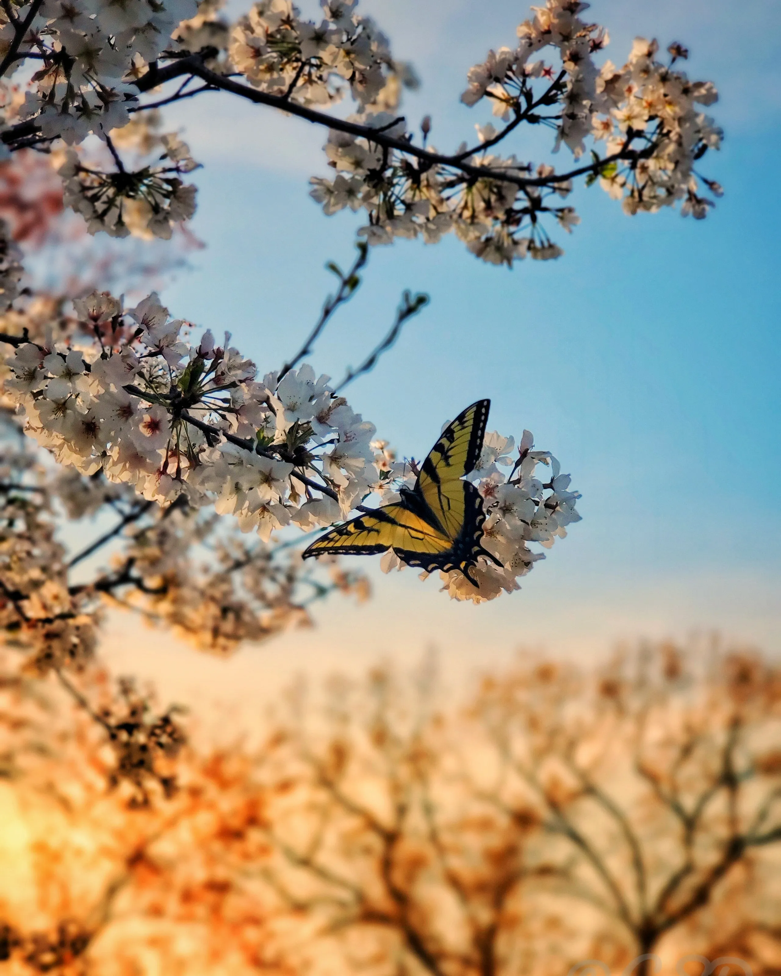 Fleeting beauty