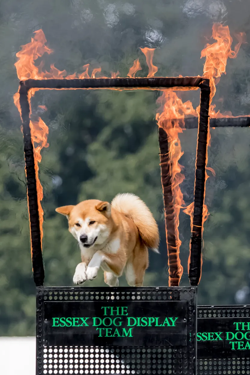 Entry 1099452