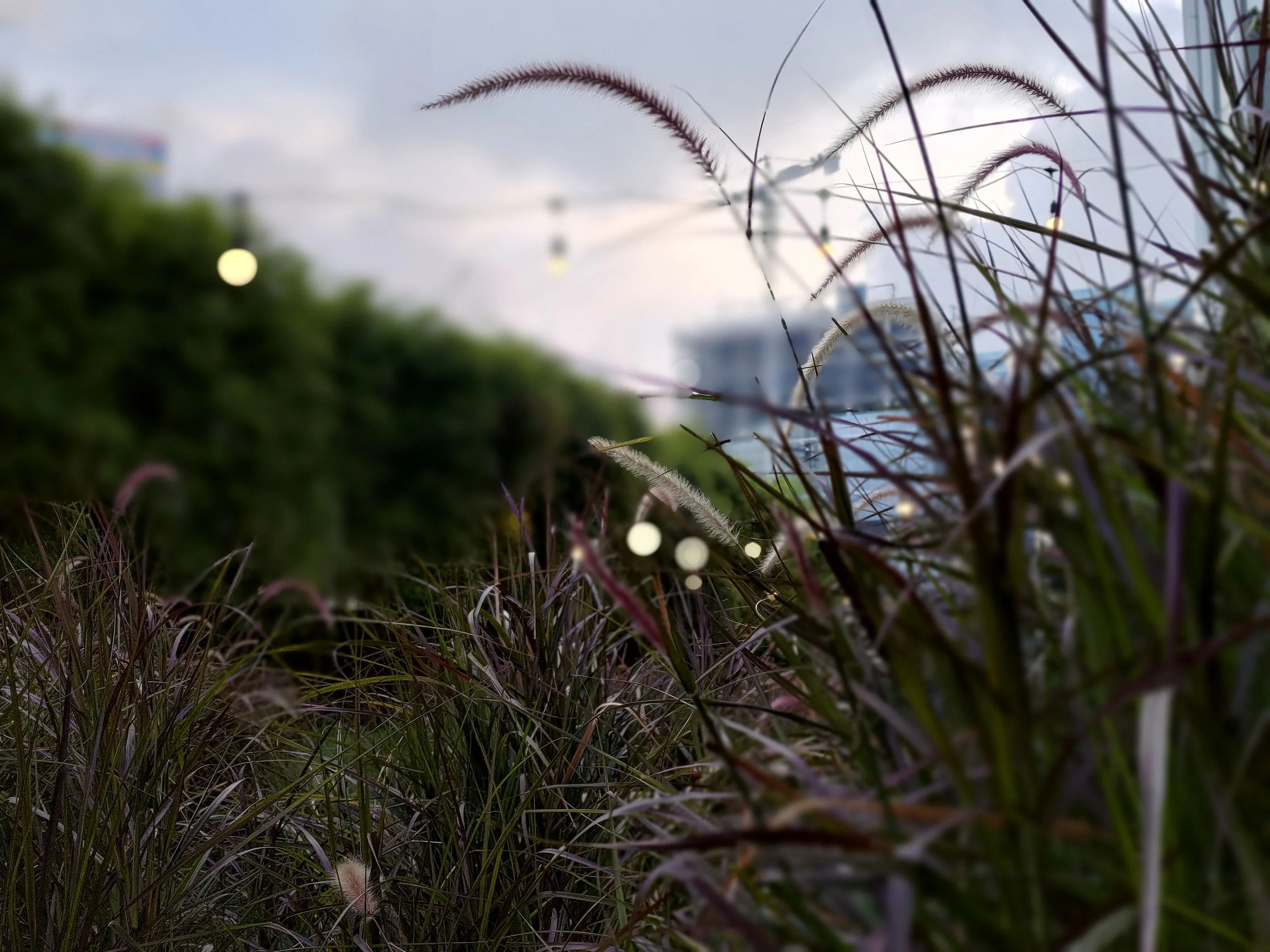 Weeds in a Roof Garden in a City