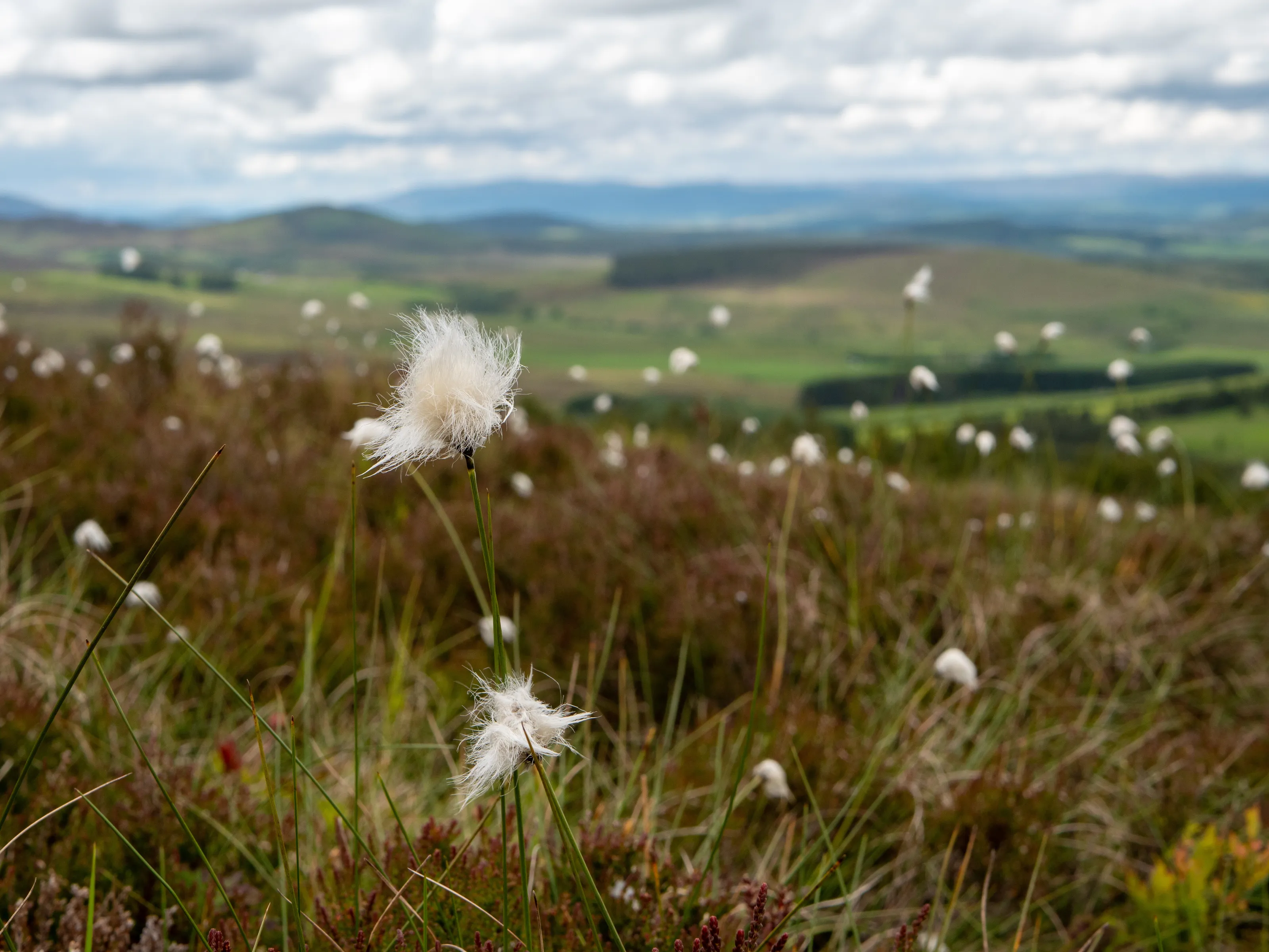 Cotton grass in the Highlands