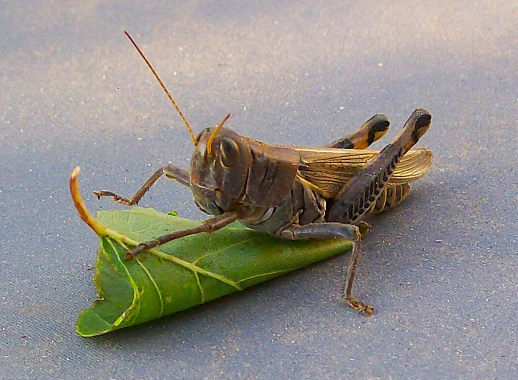 My Leaf