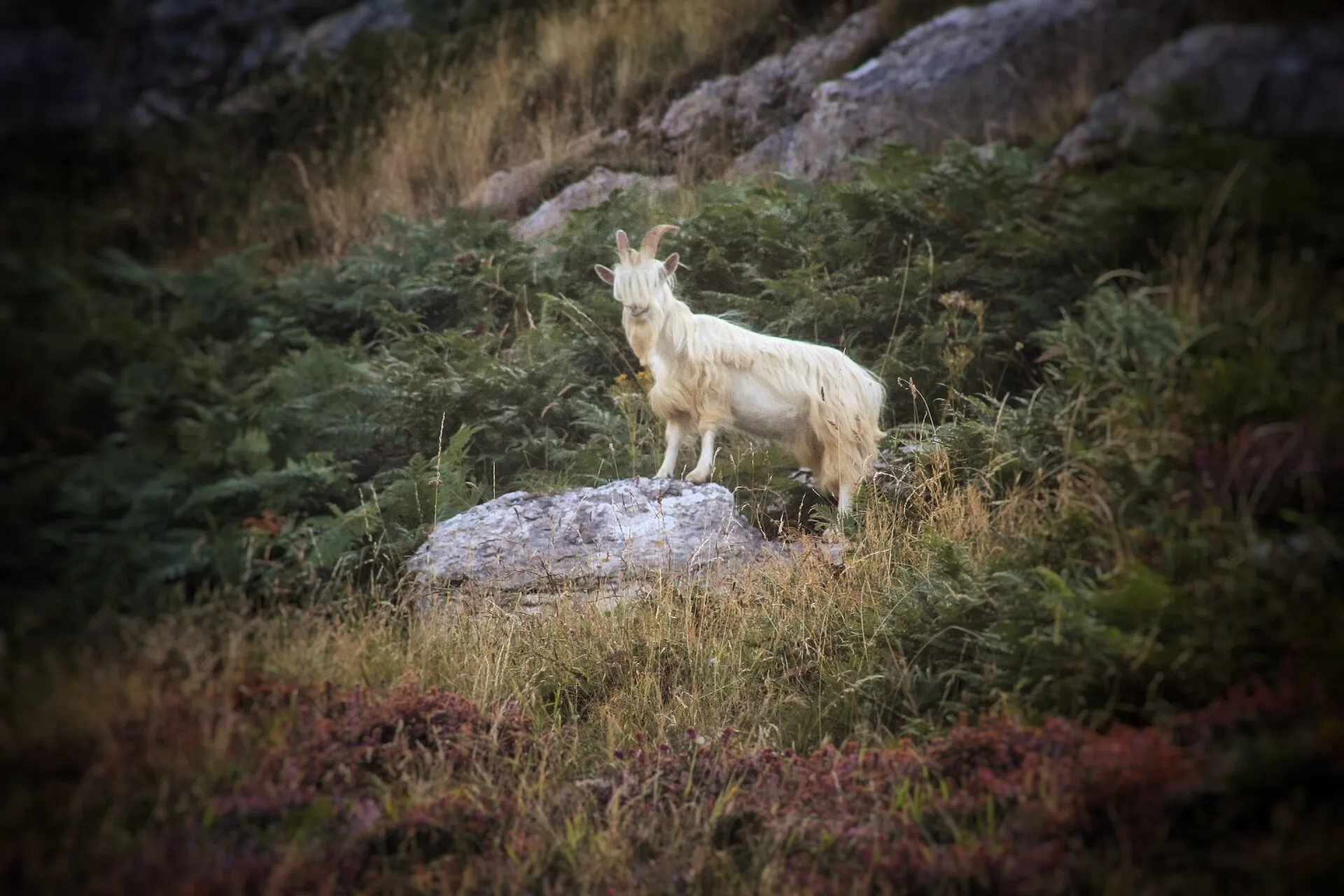 King of the mountain