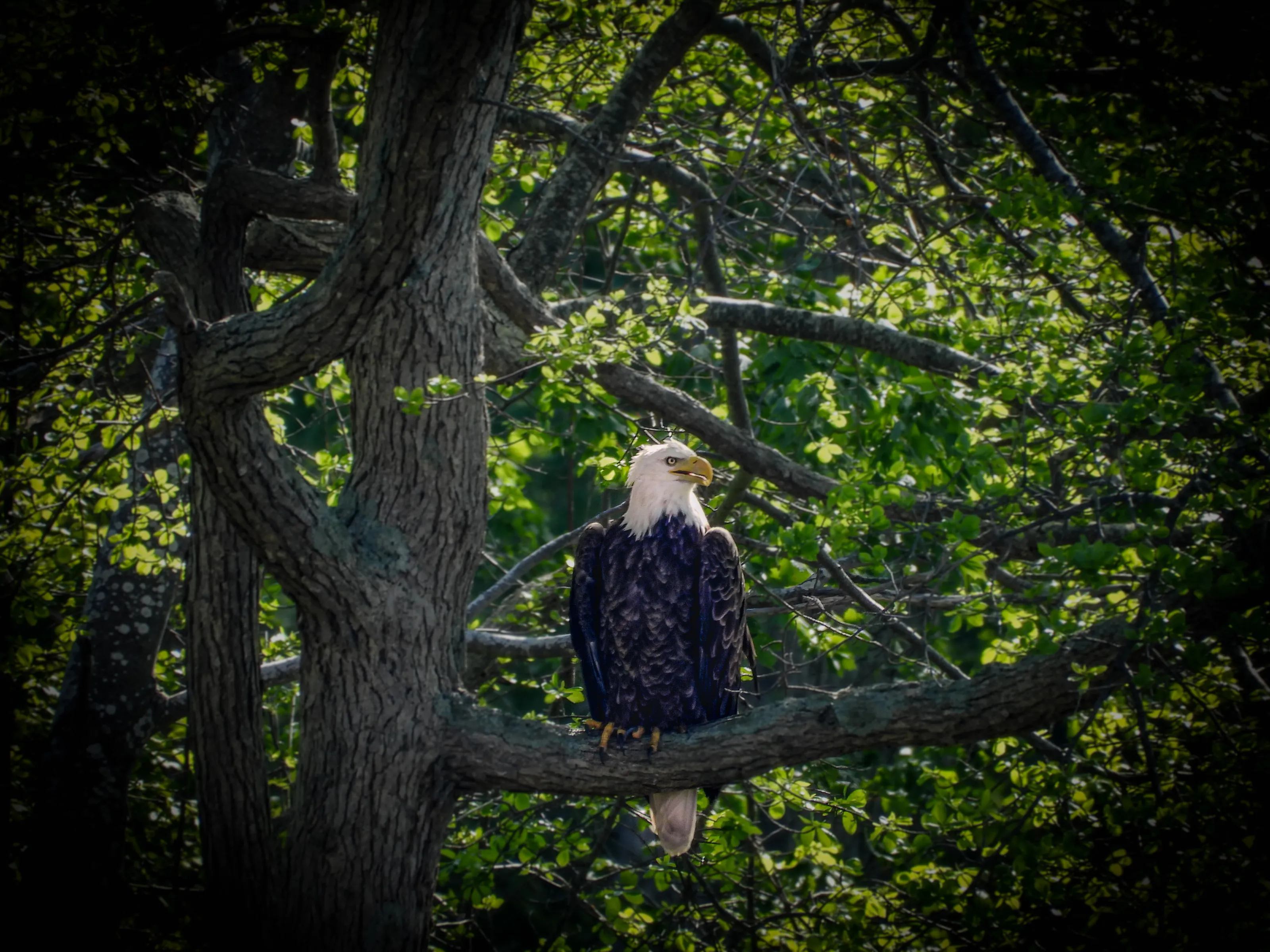 Bald Eagle