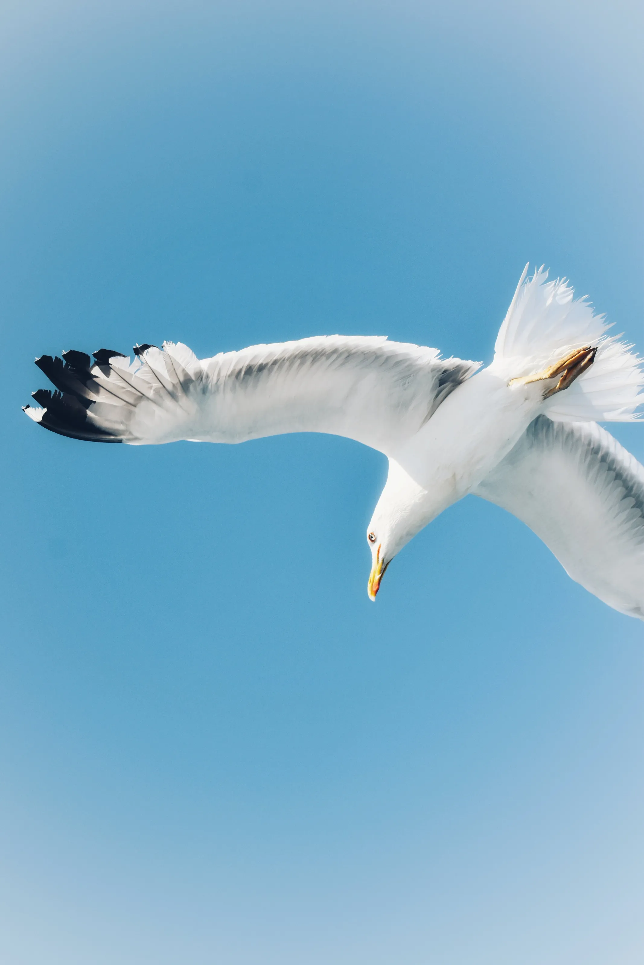Seagull flying