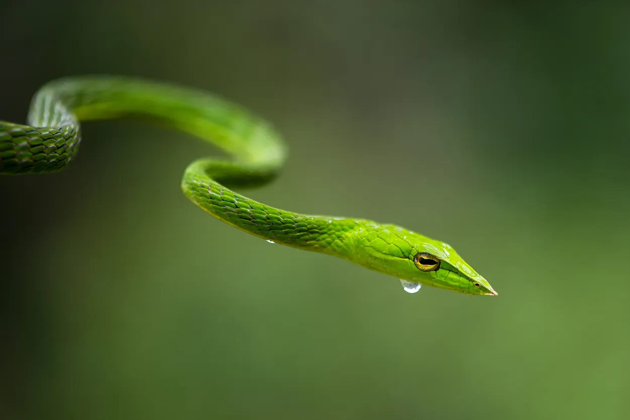Green Vine Snake