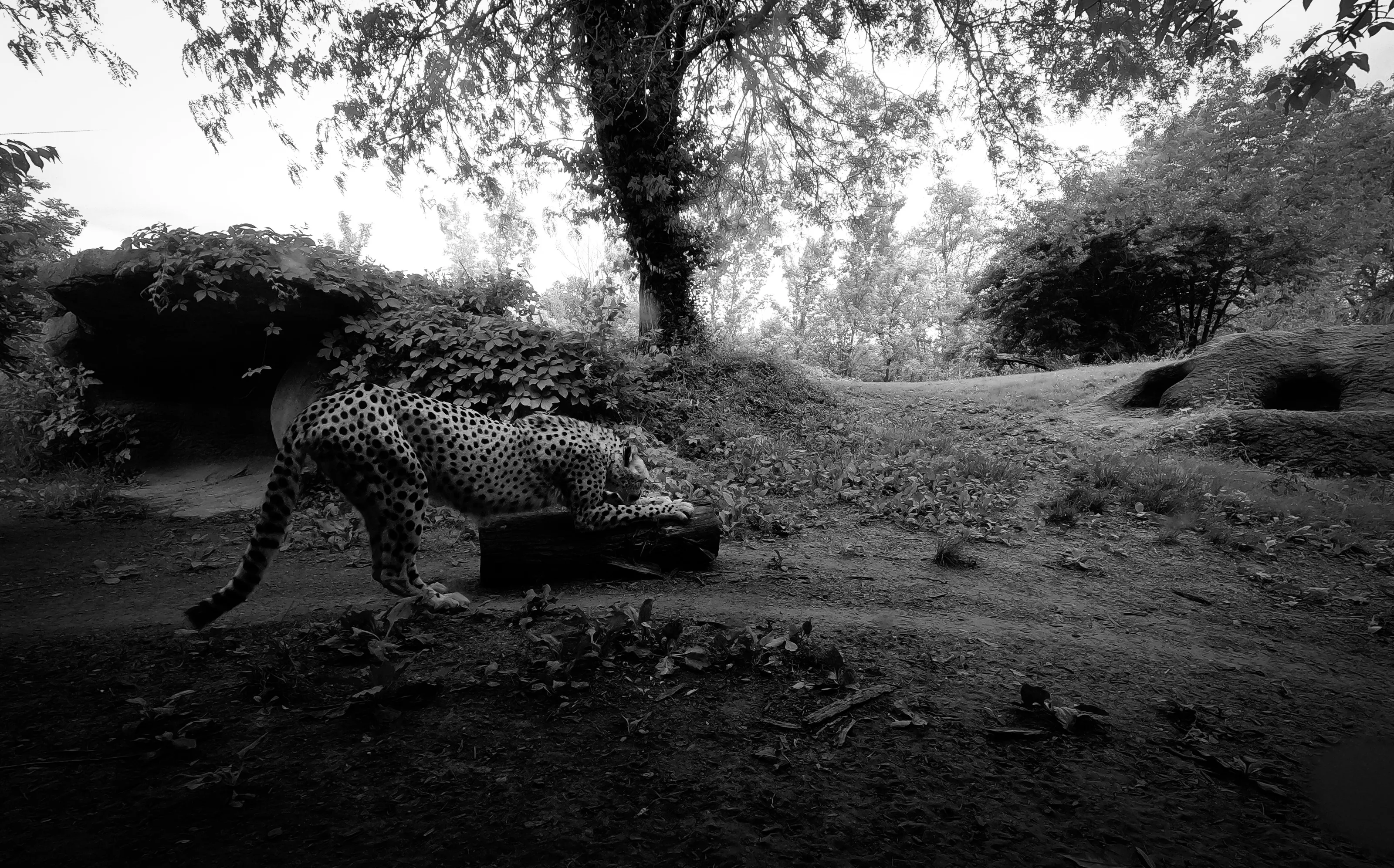 Spots