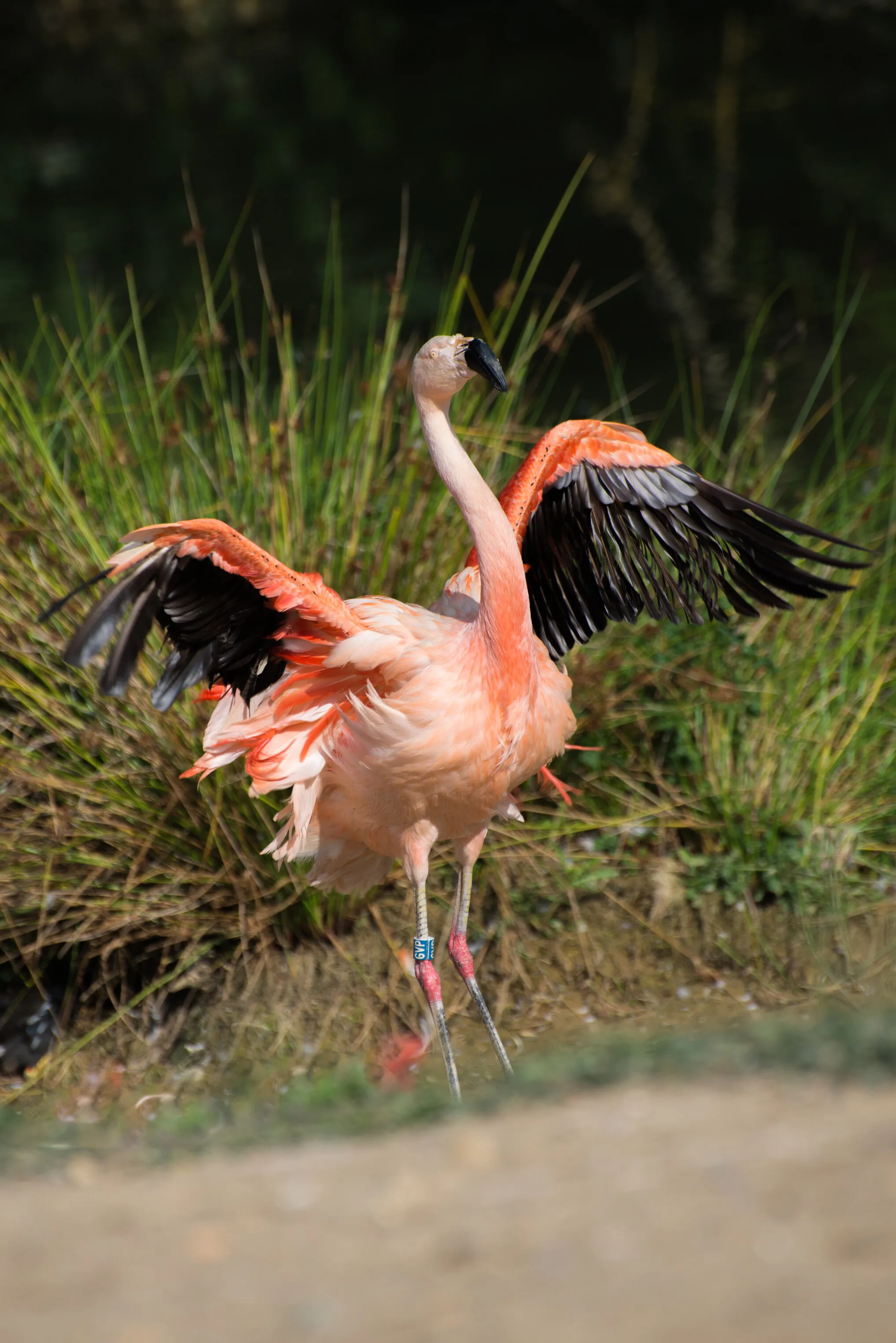 Dancing Flamingo 🦩