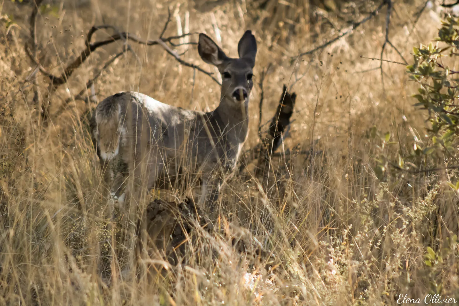 Coues whitetail deer