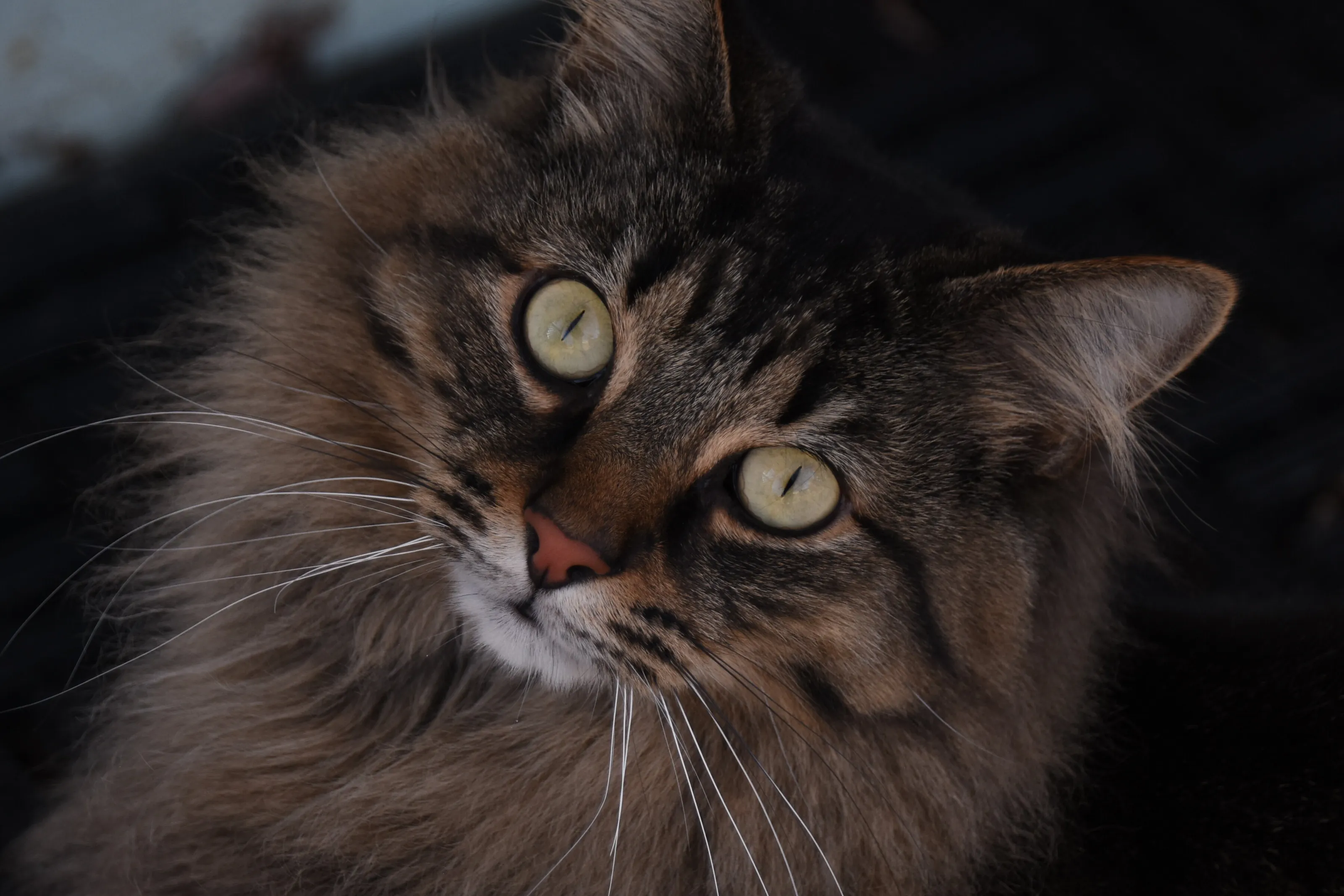 Cat Close-up