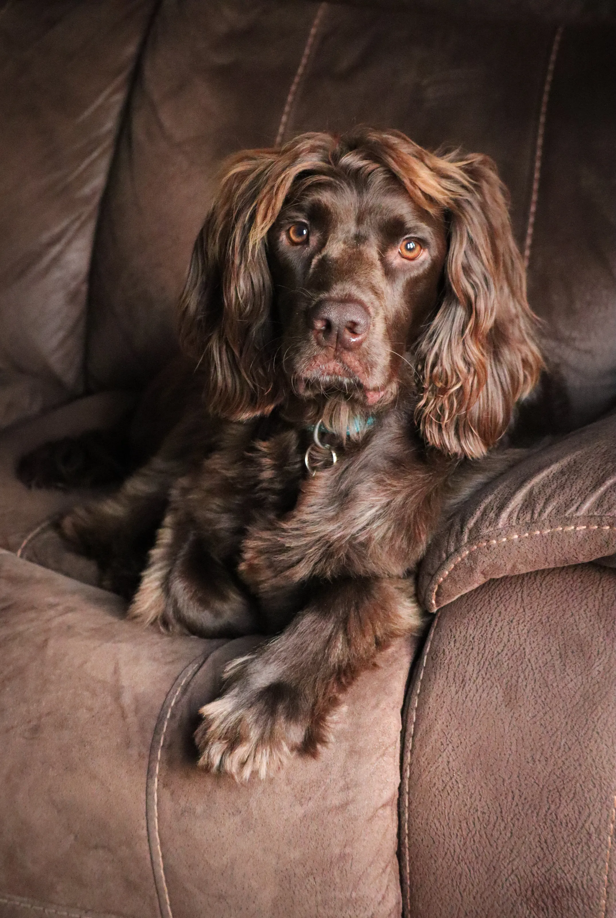 Dougie