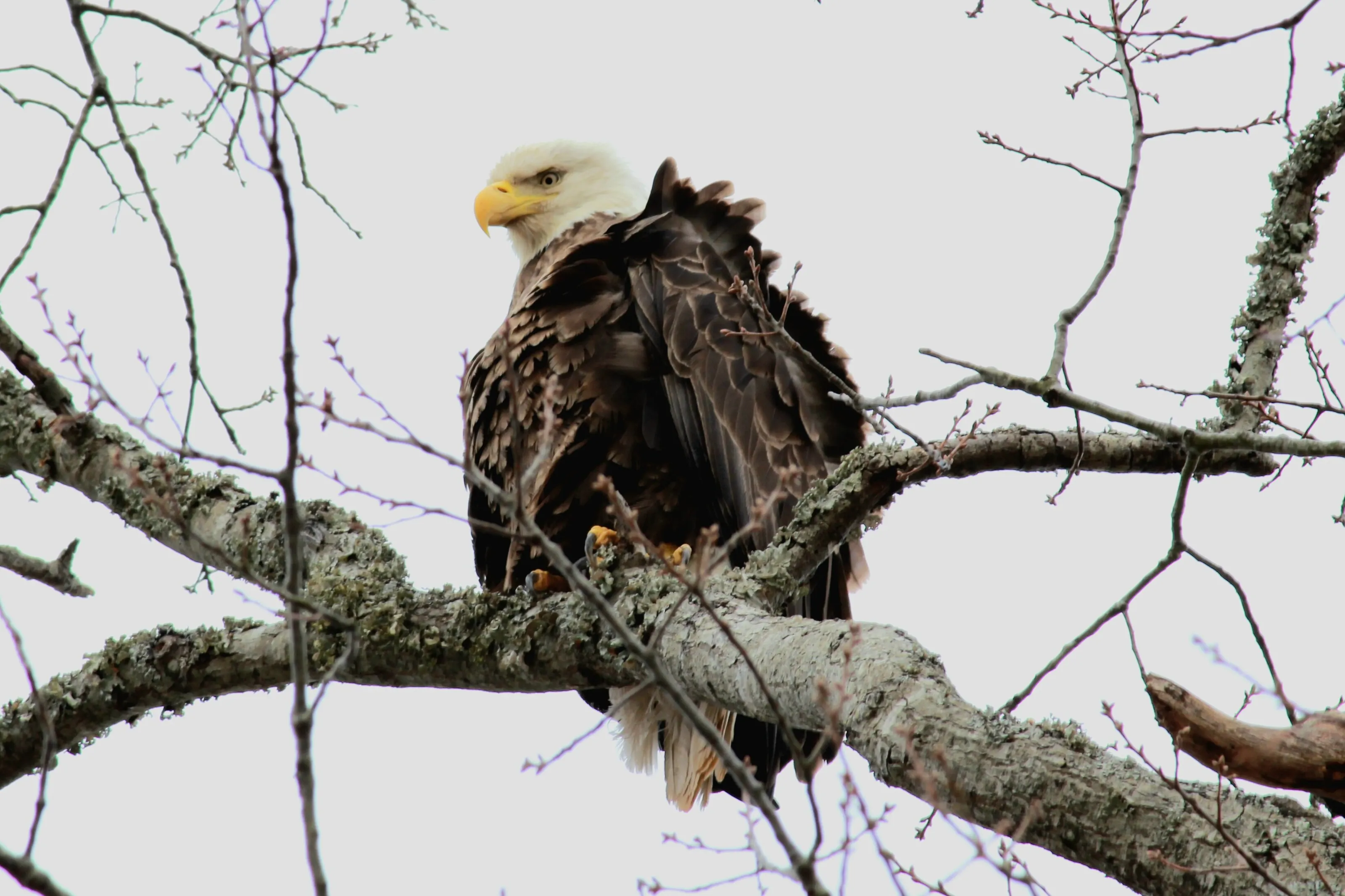 Eagle