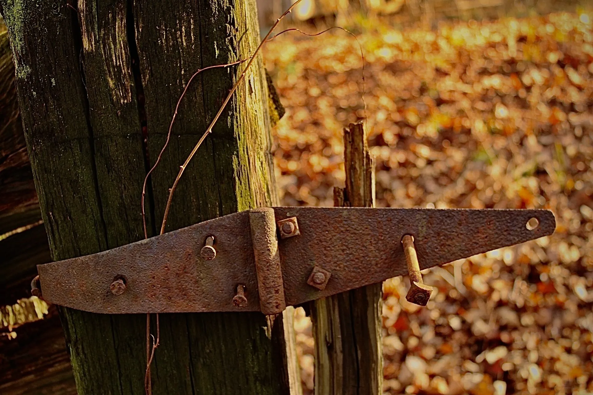 Banner image