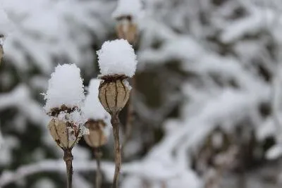 Snow-capped poppy pod