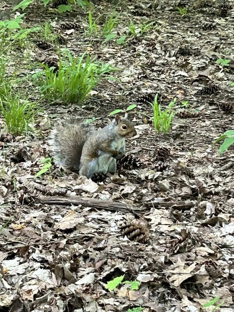 The Little Cute