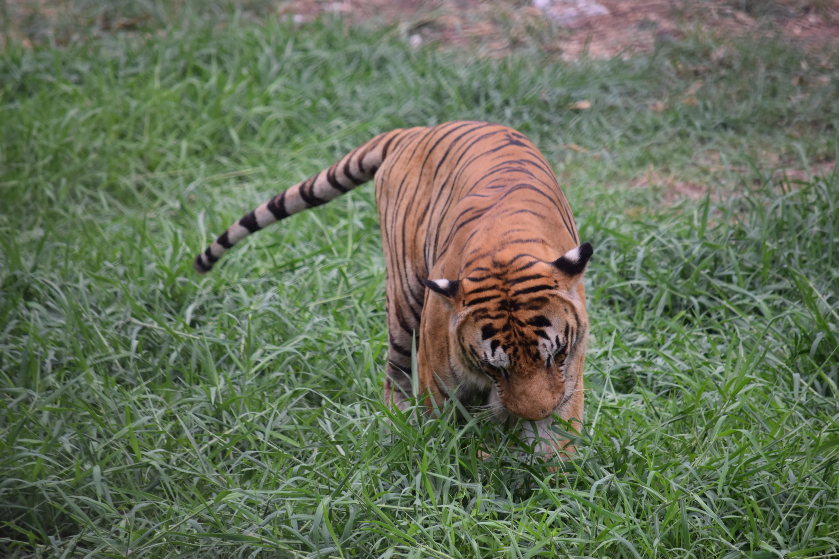 The Royal Big Cat