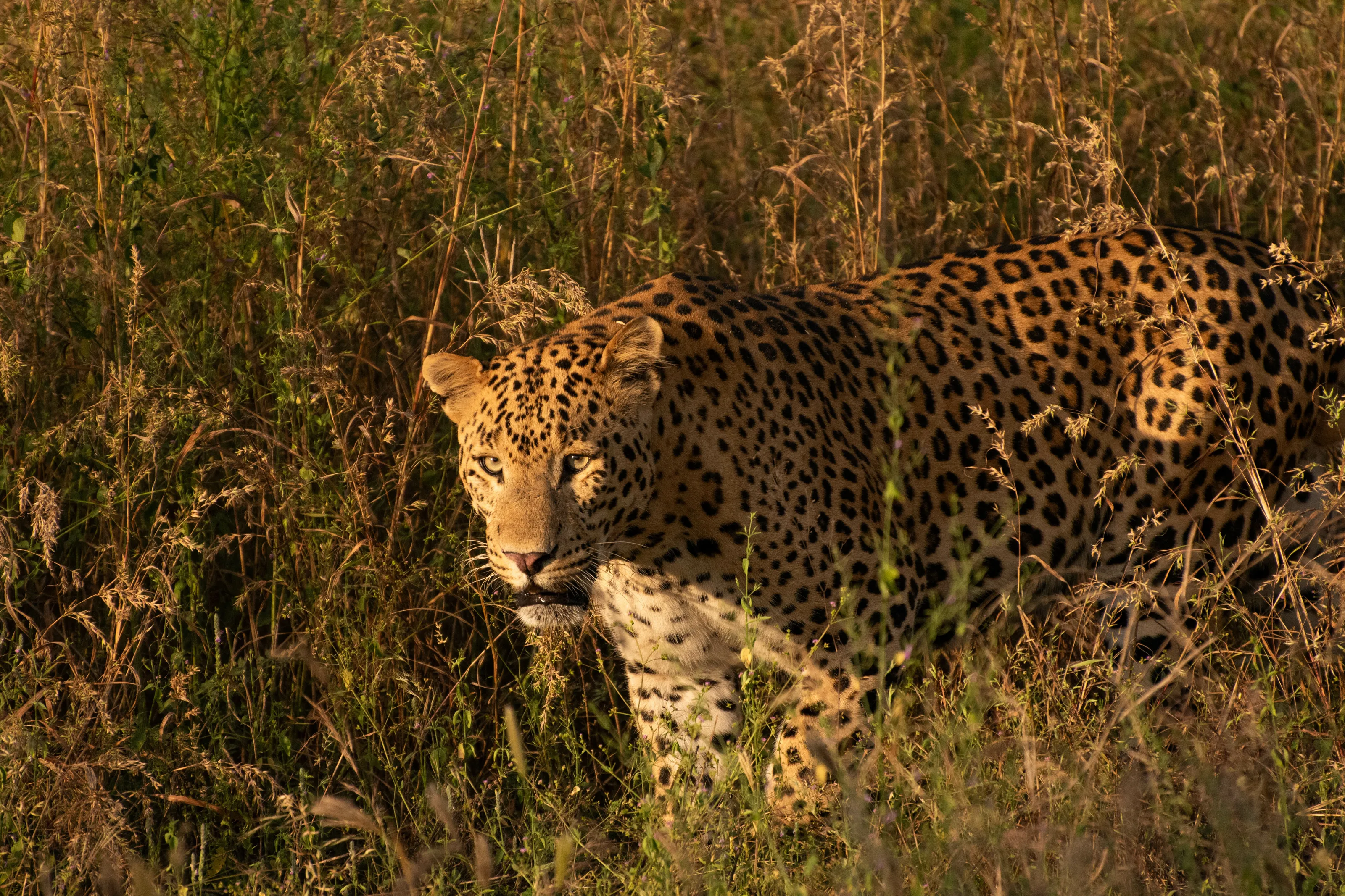 Golden Hour Prowler