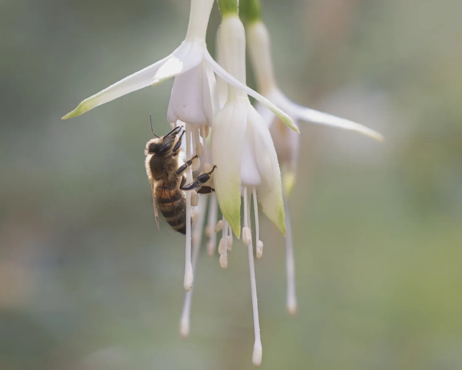 bee and fuchsia