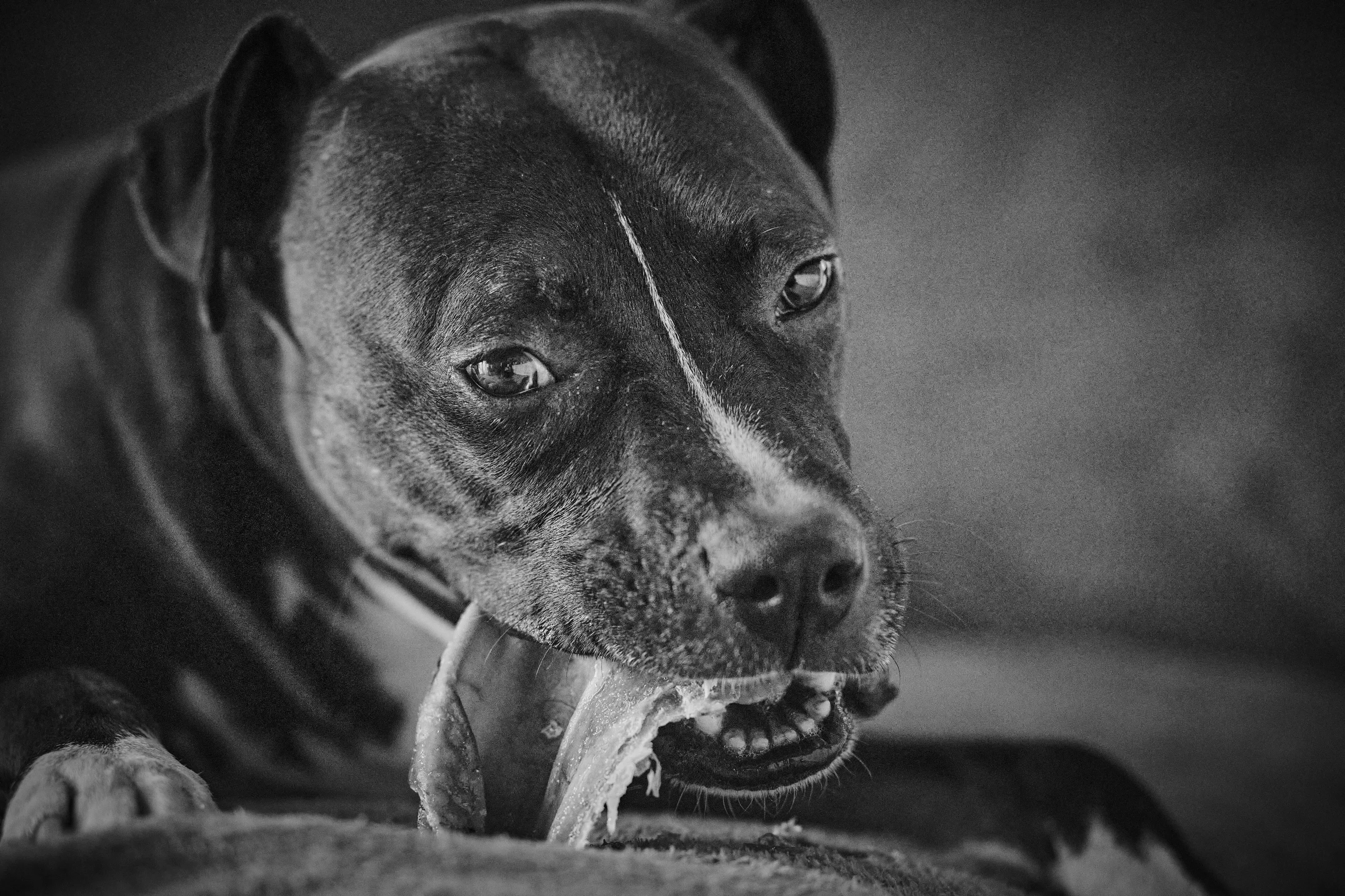 Amstaff  snack time