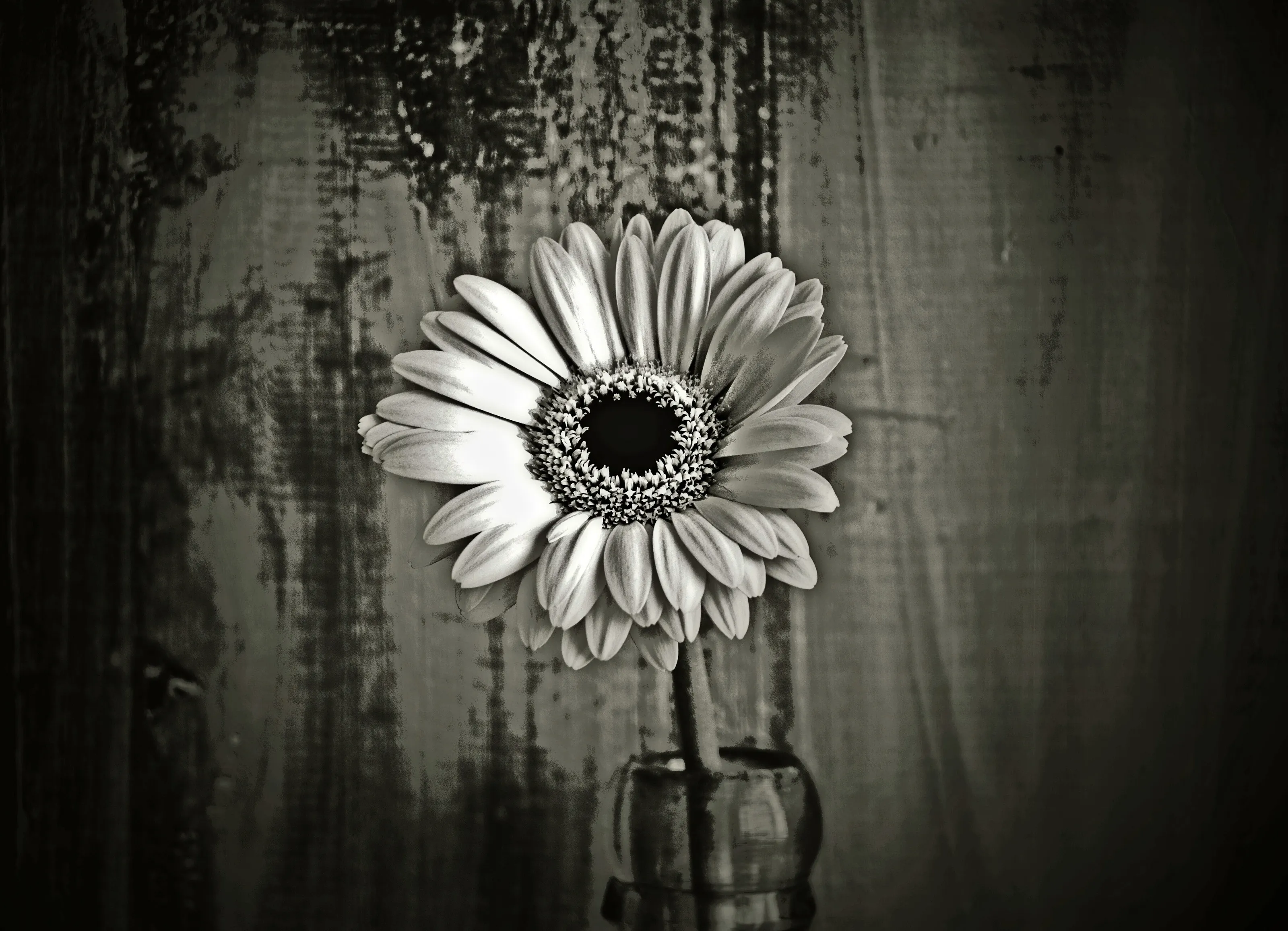 Flower b/w