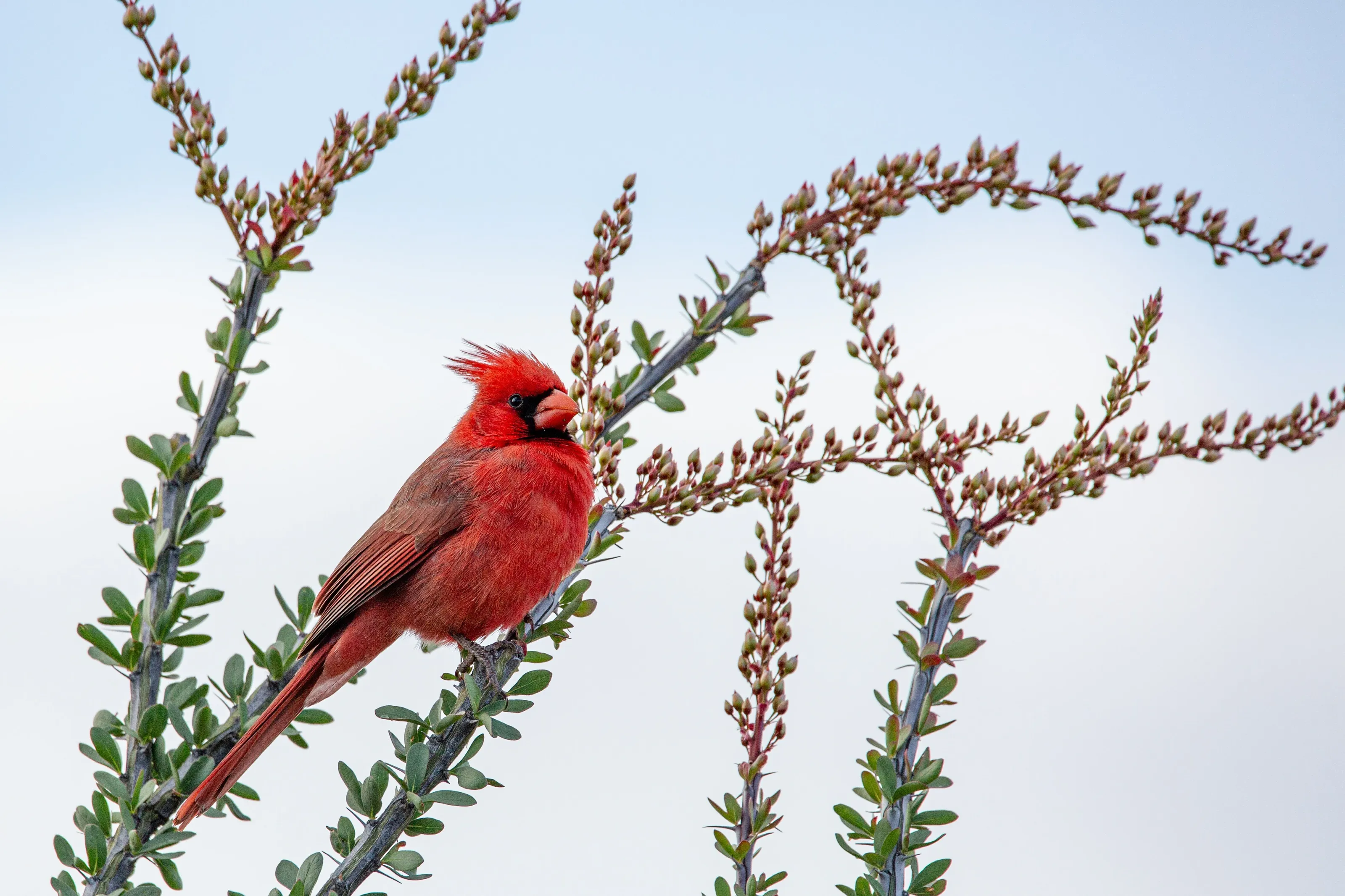 Ocotillo Cardinal