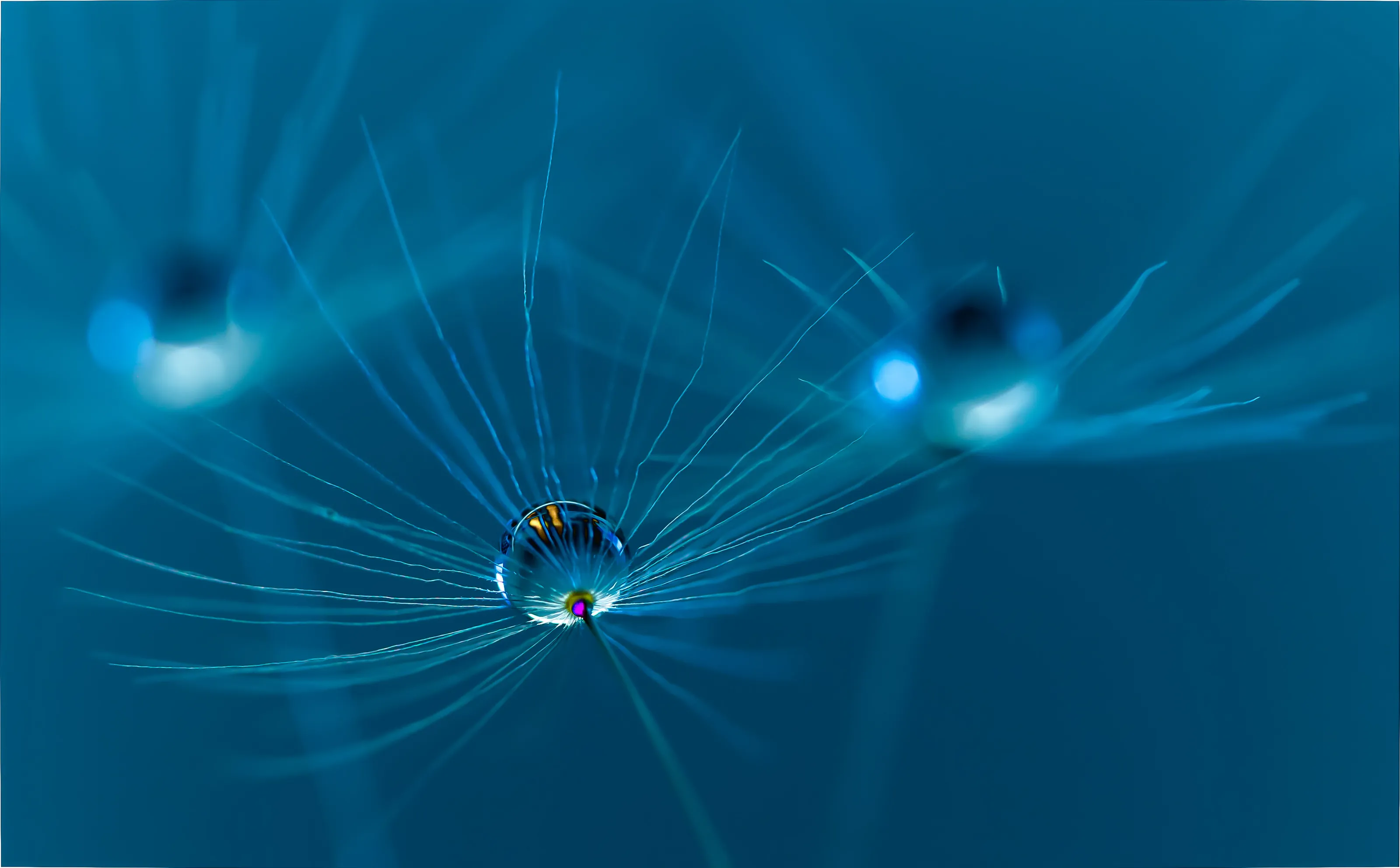 Waterdrop on dandelion polle,
