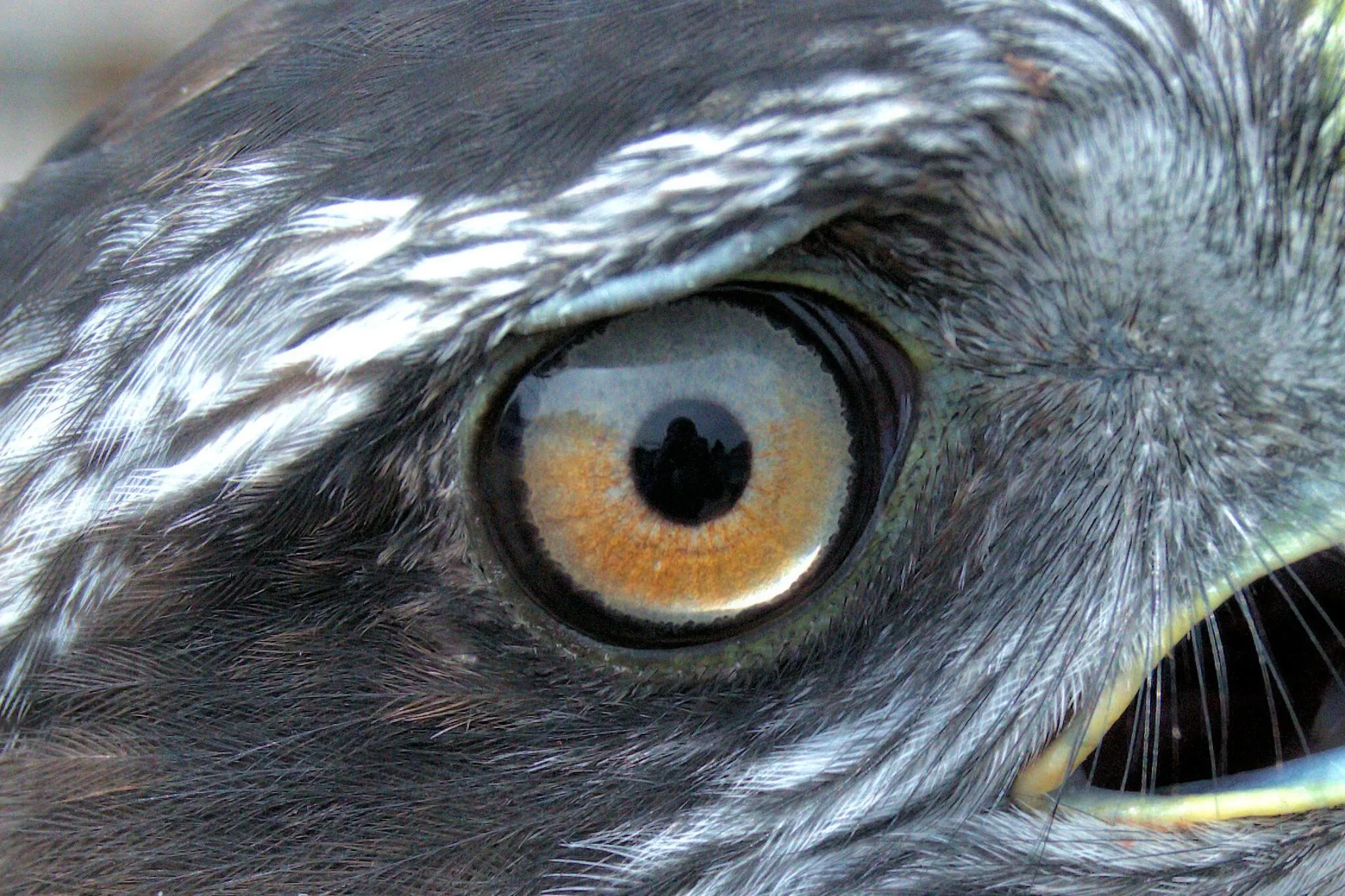 eye of the hawk