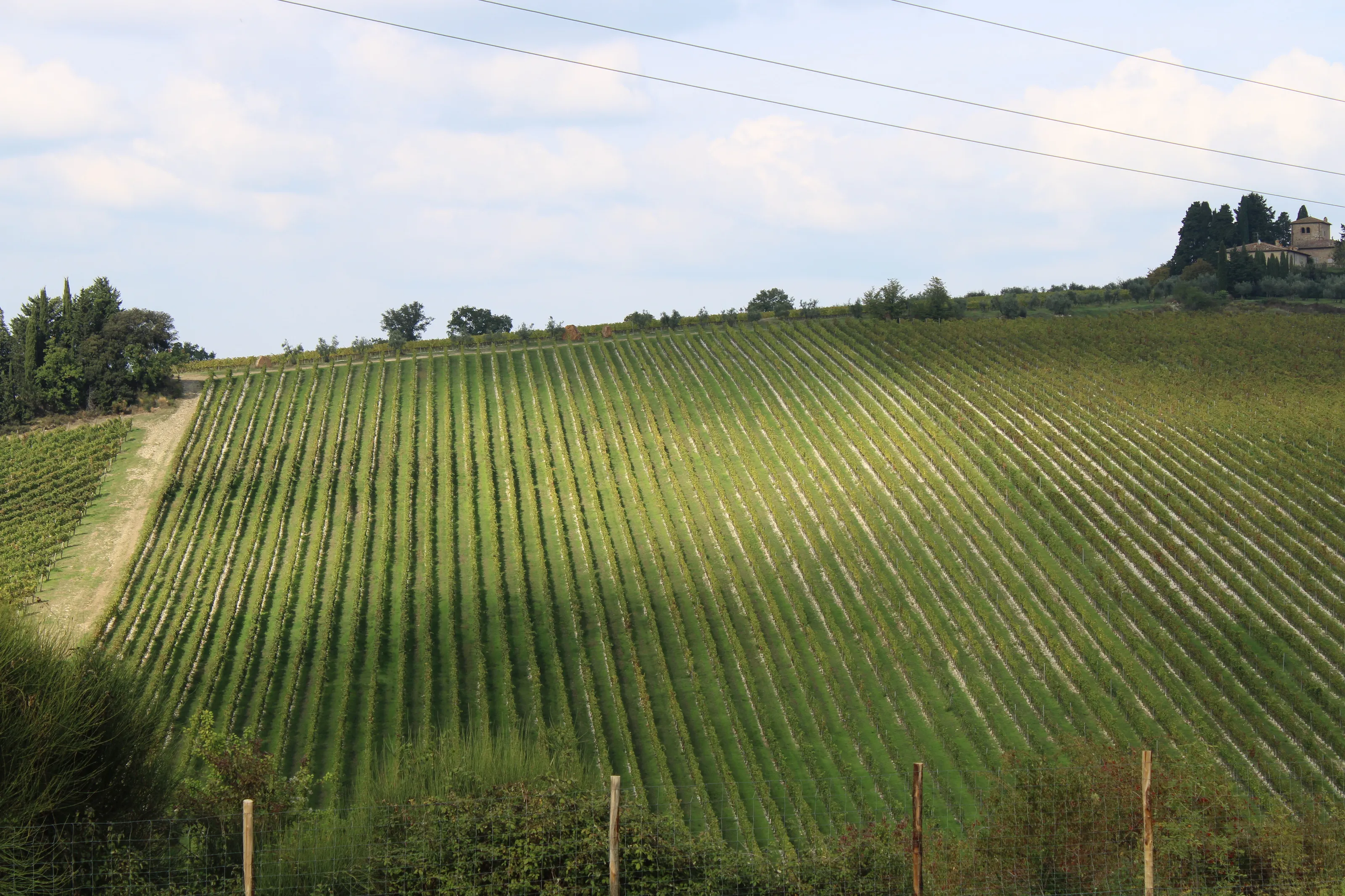 Speckled vines