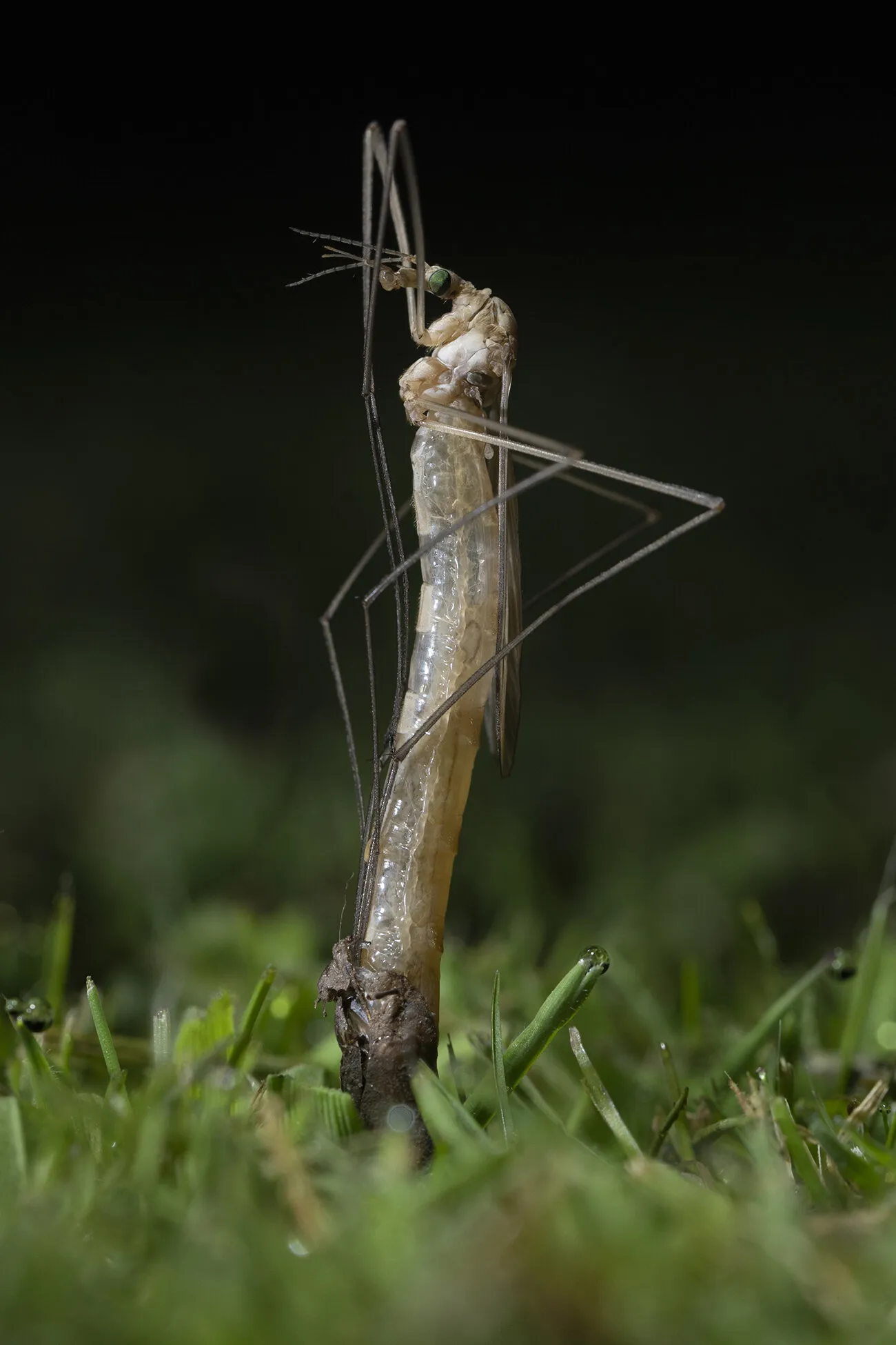 Cranefly emerging from Leatherjacket