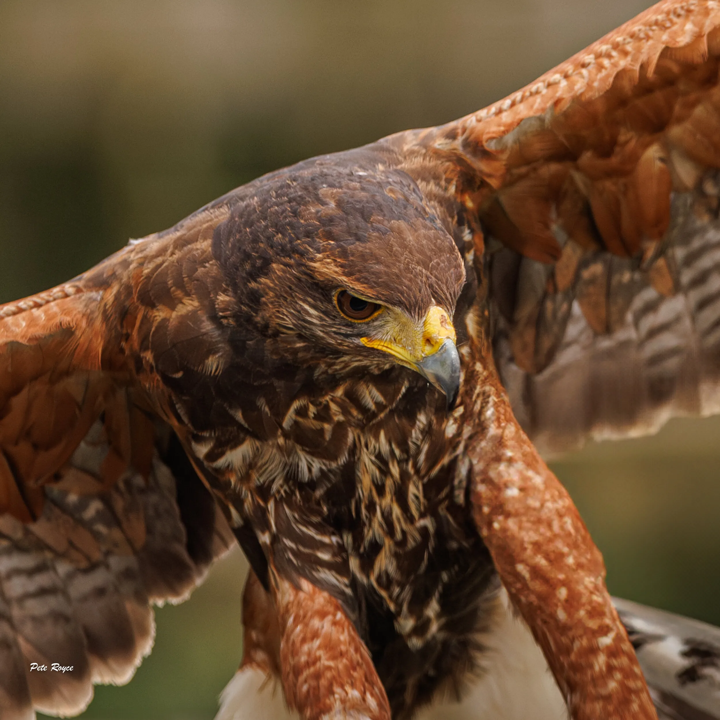 Harris Hawk Incoming